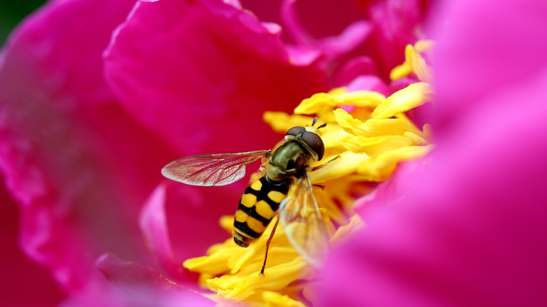 General 1920x1080 nature flowers macro pink yellow red hoverfly insect animals plants