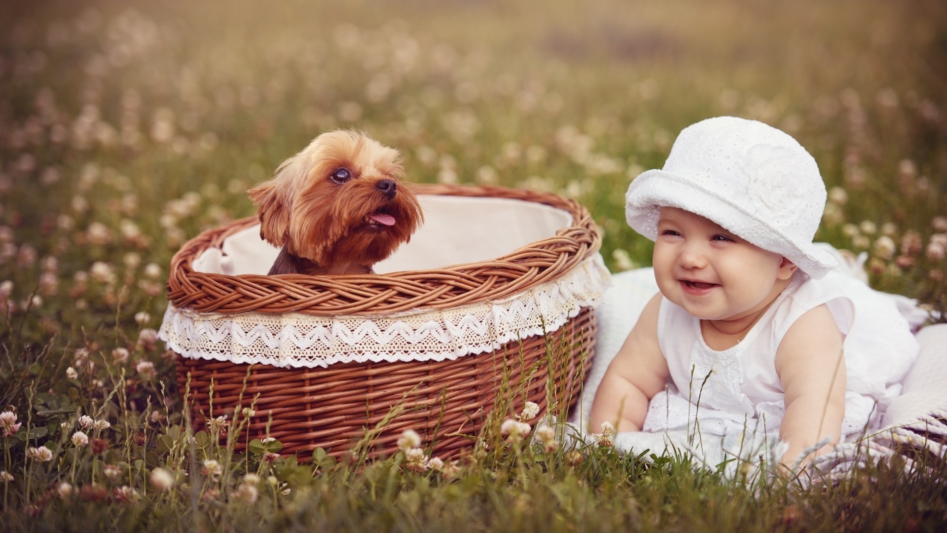General 1920x1080 baby puppies dog grass baskets smiling