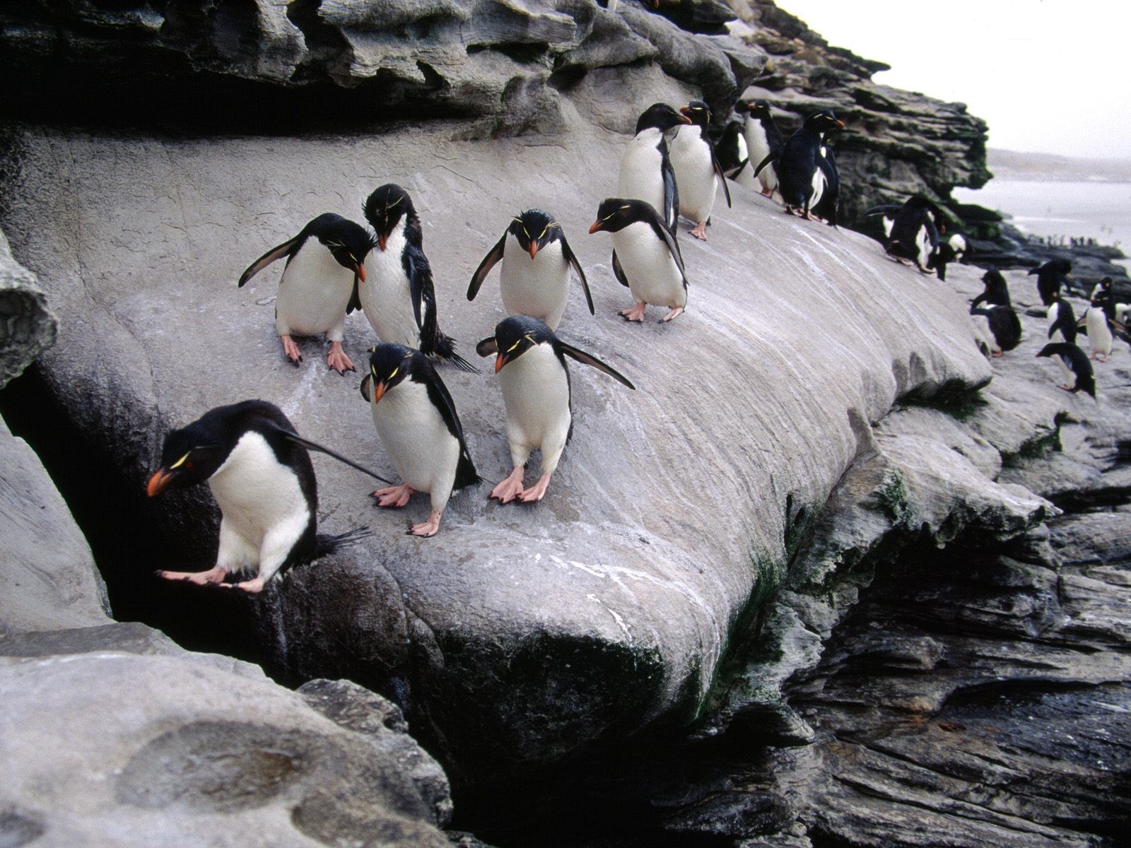 General 1600x1200 penguins rocks birds coast animals