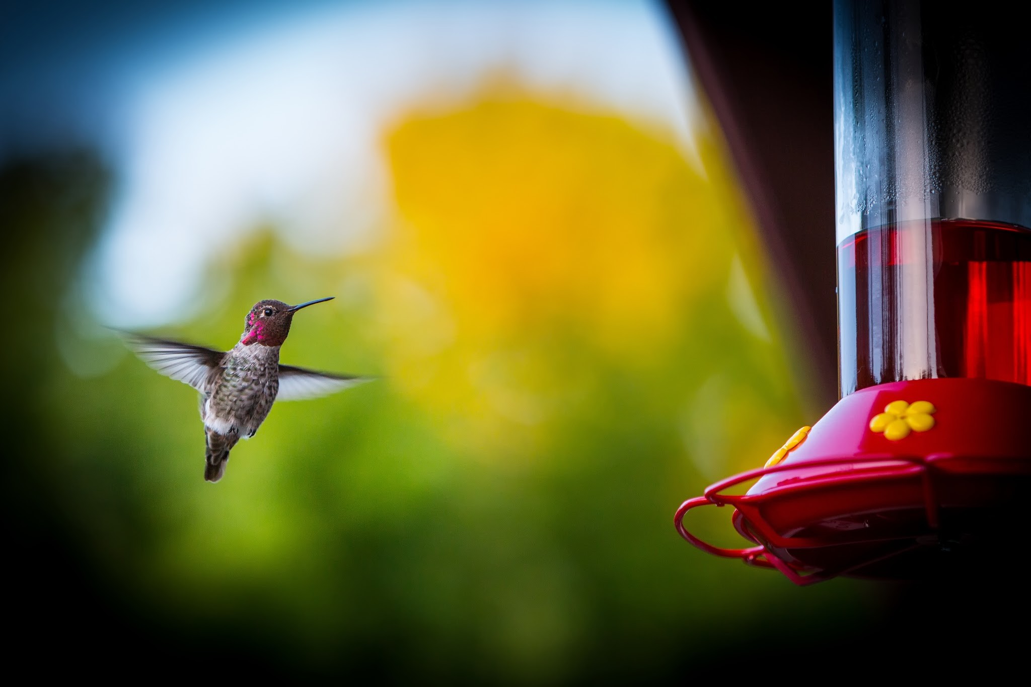General 2048x1365 photography birds animals hummingbirds