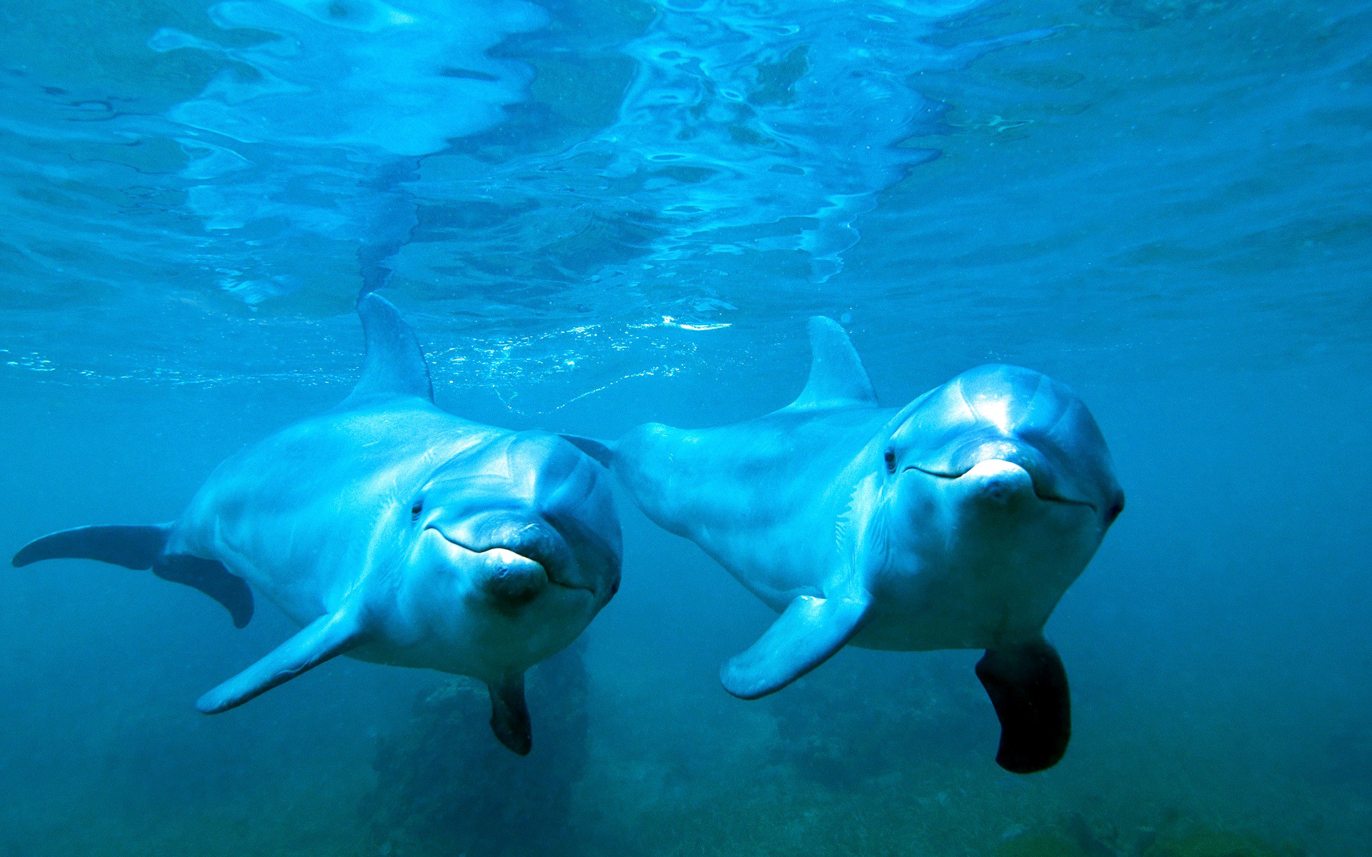 General 1920x1200 animals nature dolphin underwater blue sea water cyan sea life mammals