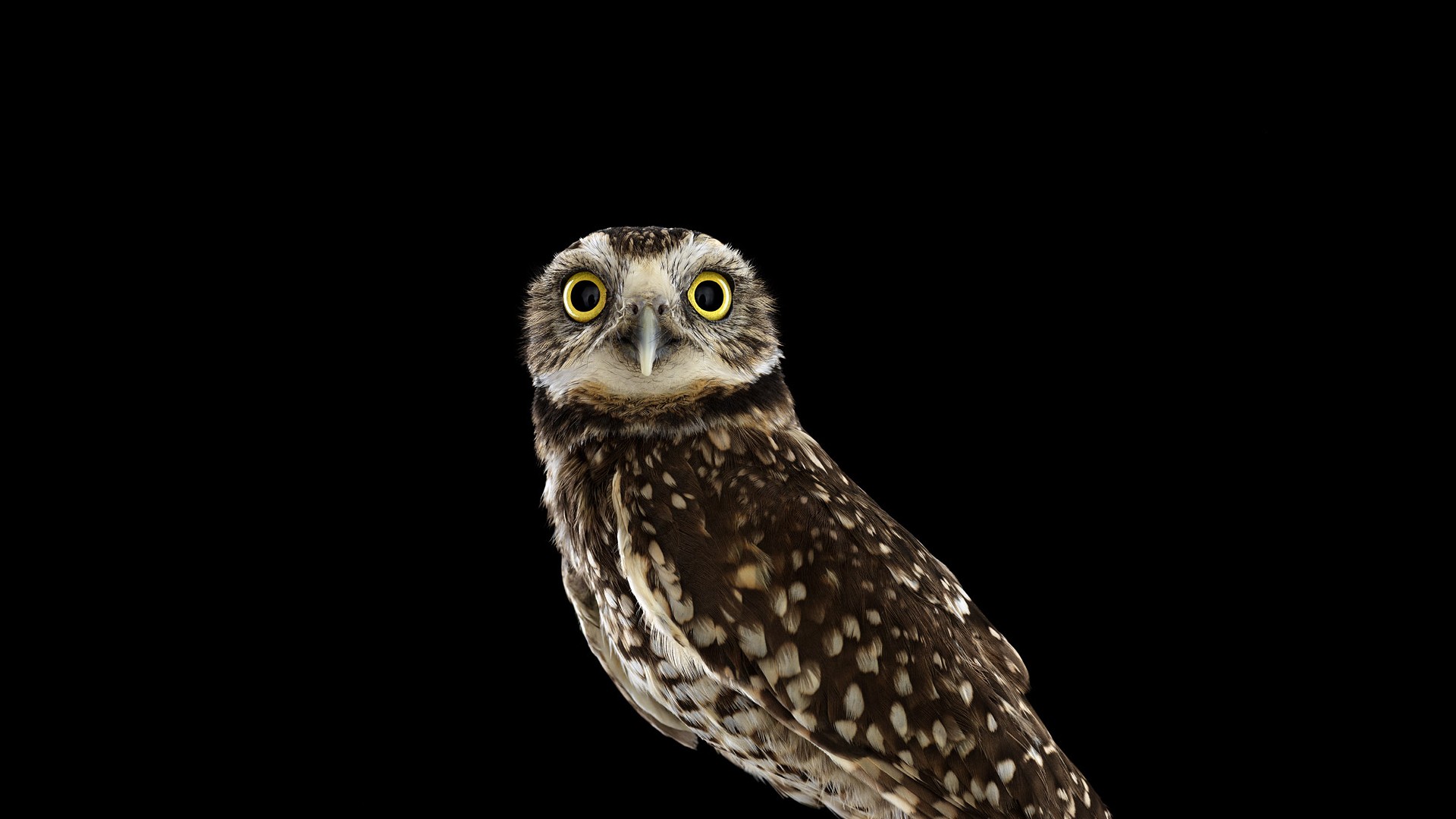 General 1920x1080 photography animals birds owl simple background black background