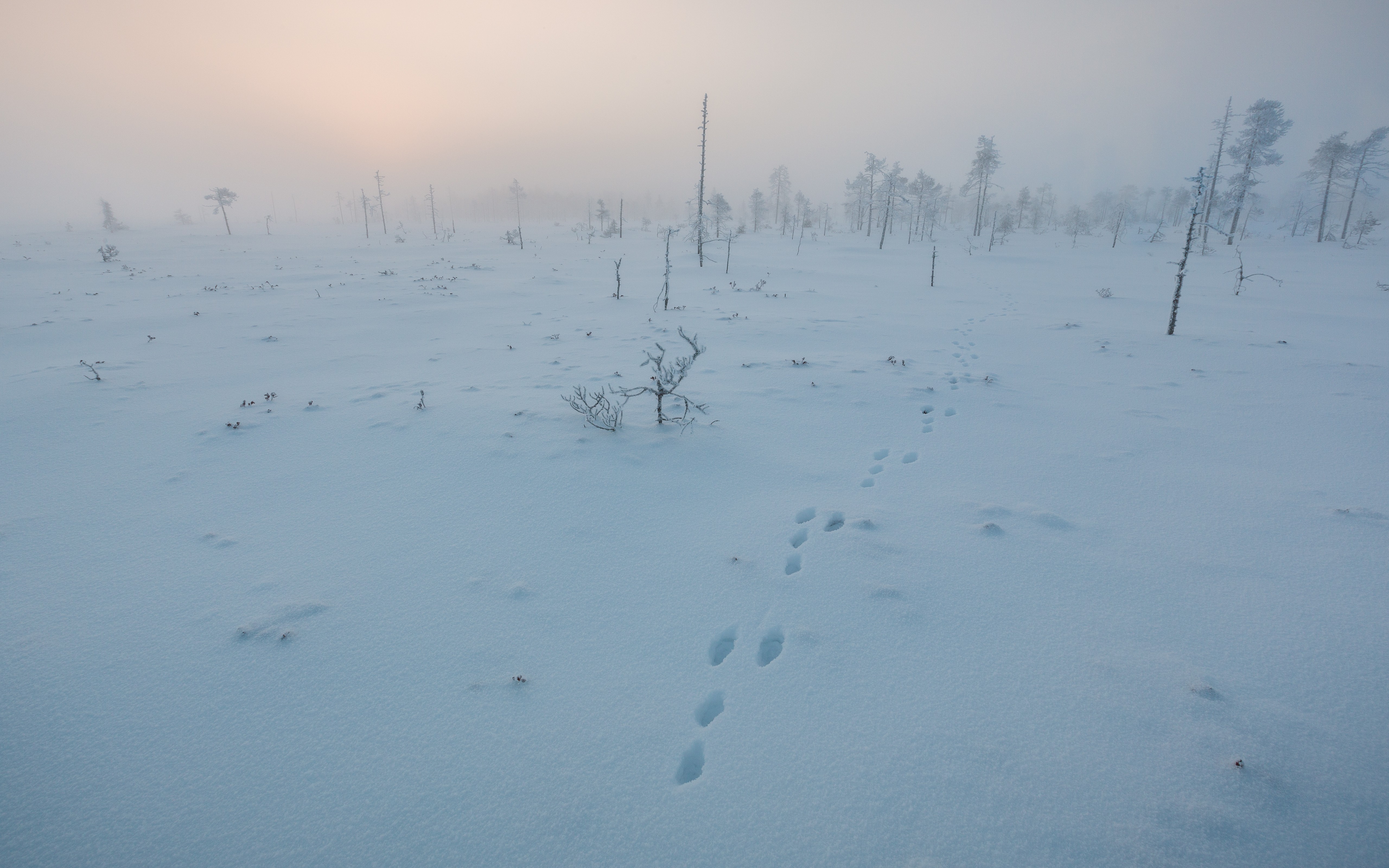 General 5120x3200 landscape winter snow mist swamp