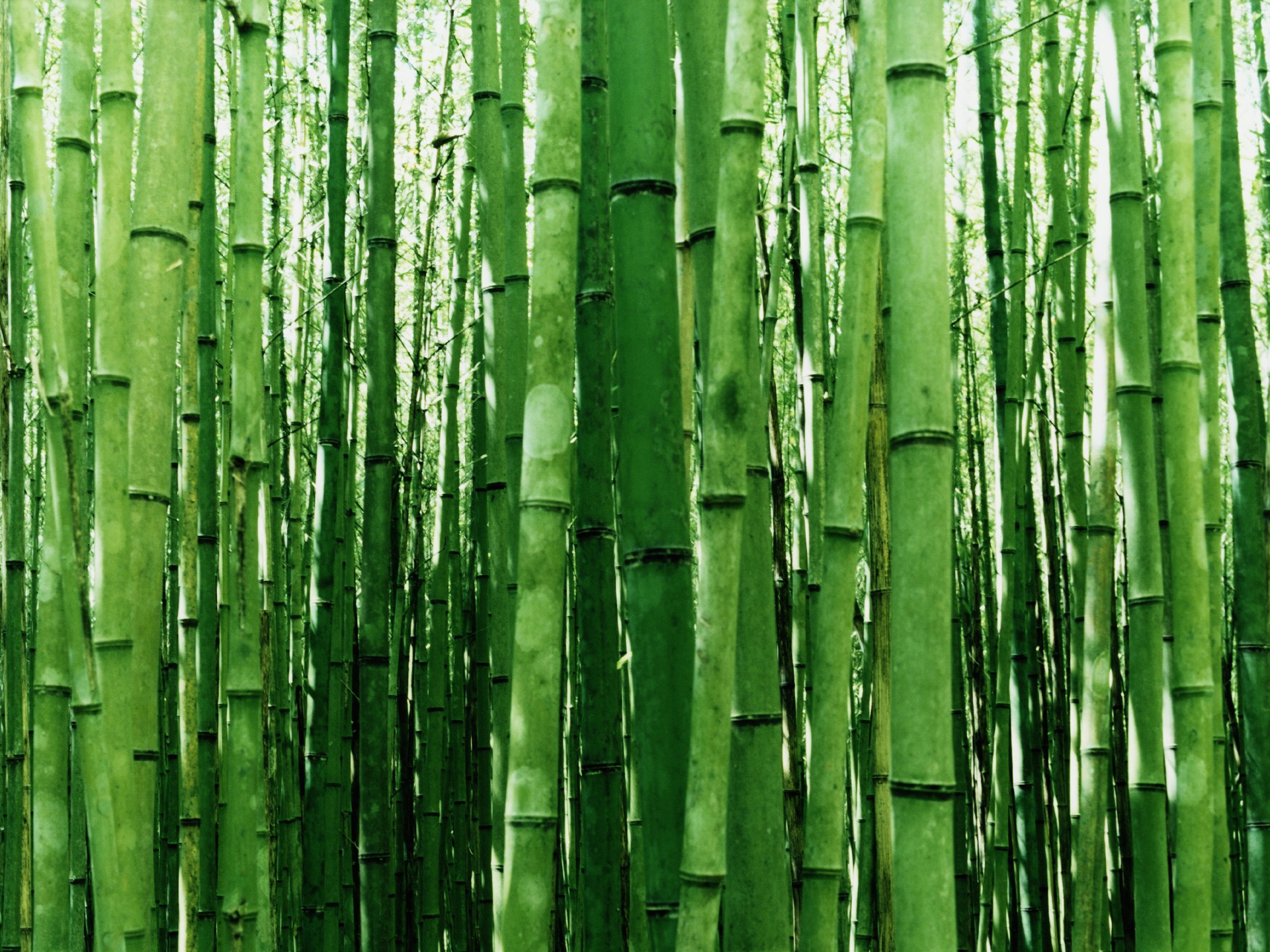General 1920x1440 bamboo plants trees