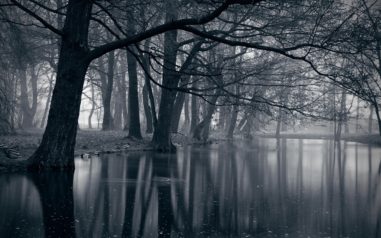 General 1230x768 dark park lake water reflection Poland trees nature duck birds leaves mist