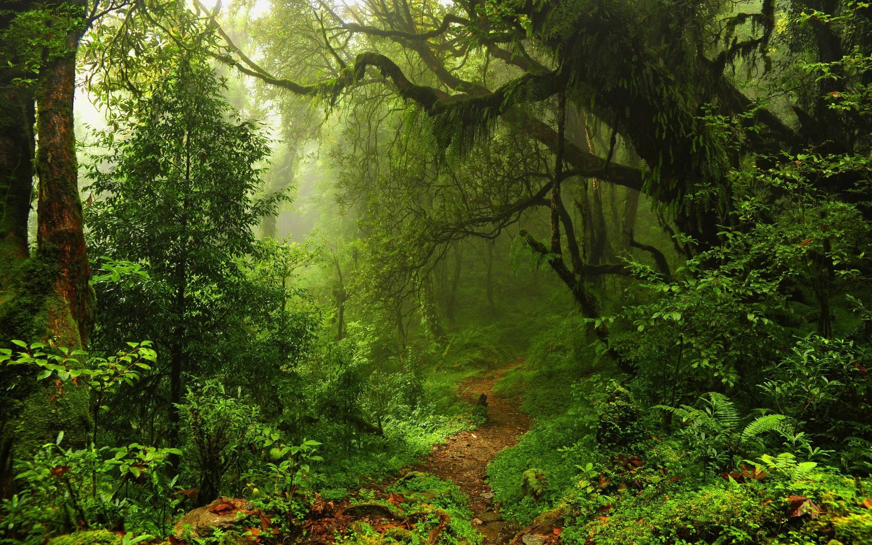 General 2880x1800 nature trees forest leaves lianas mist moss path plants ferns rainforest jungle