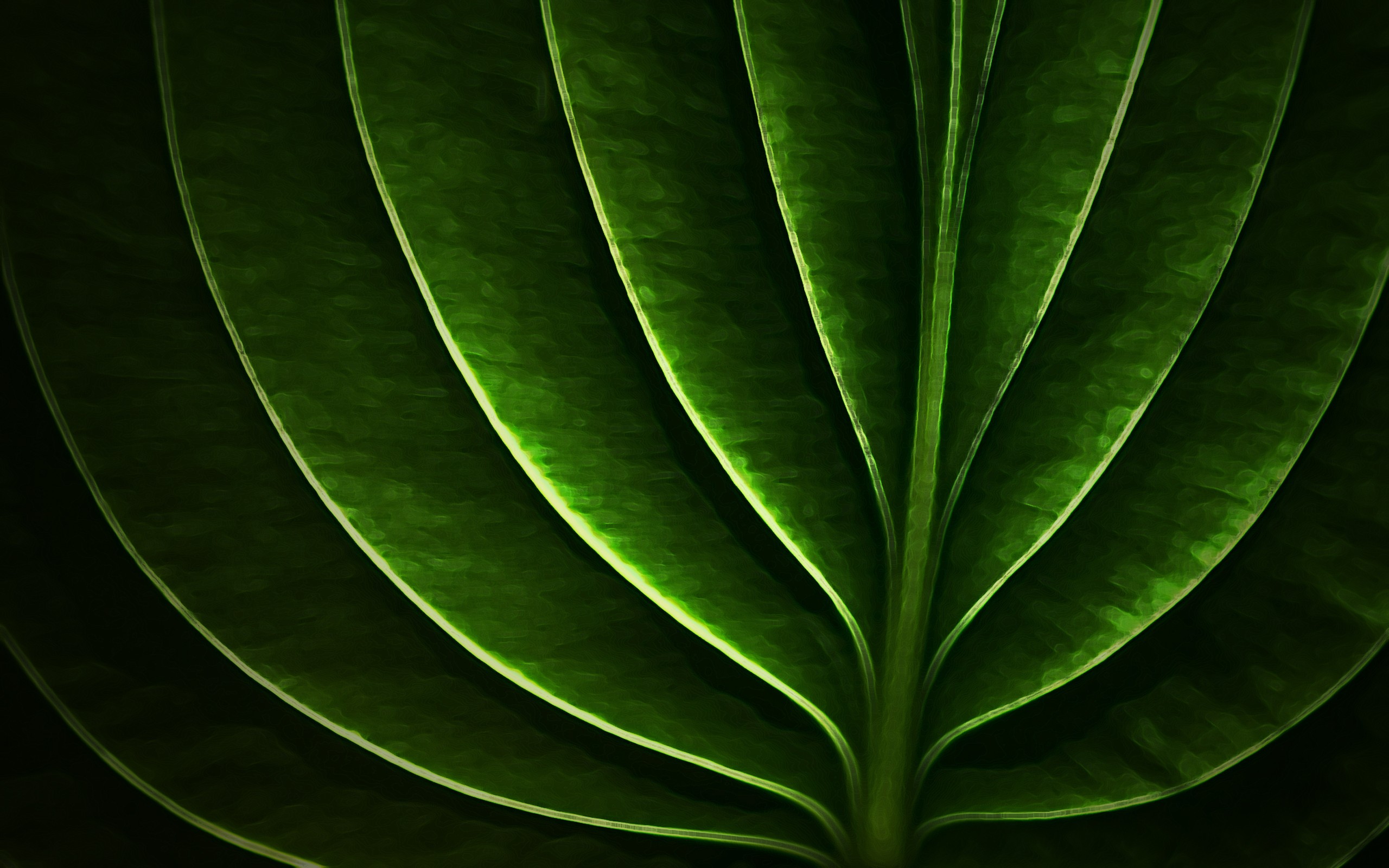 General 2560x1600 macro leaves filter artwork green plants