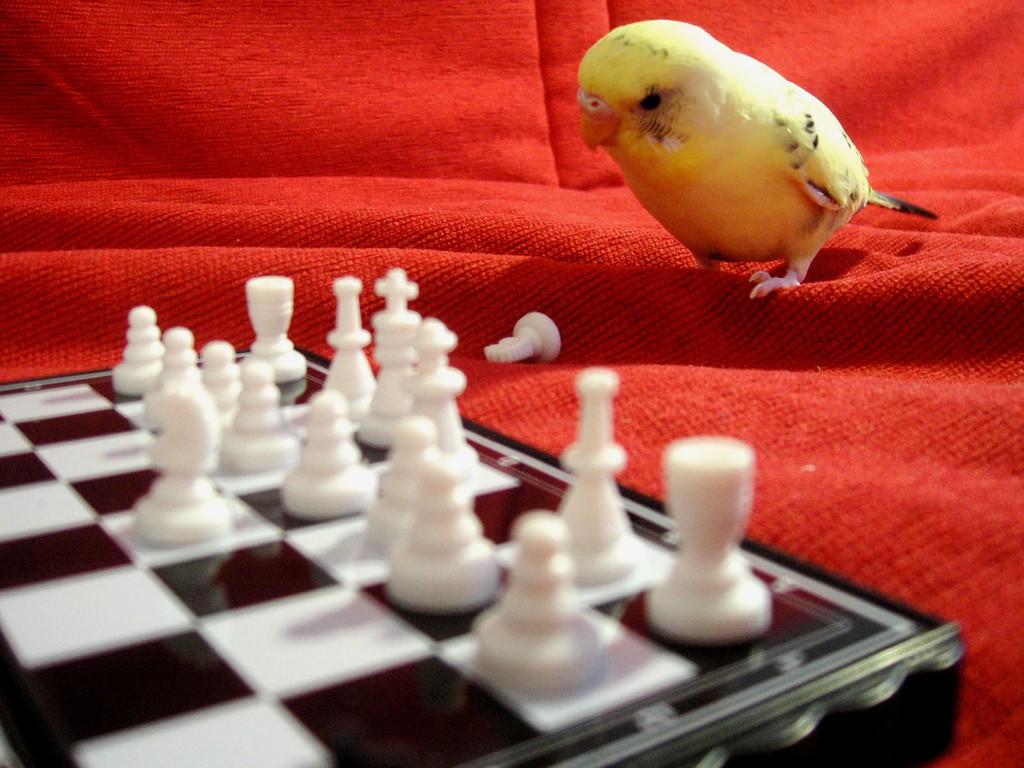 General 1024x768 birds chess animals board games