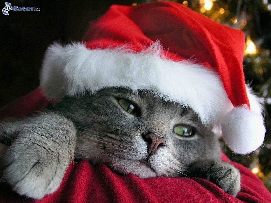 General 1024x768 cats hat Christmas animals Santa hats face mammals closeup watermarked