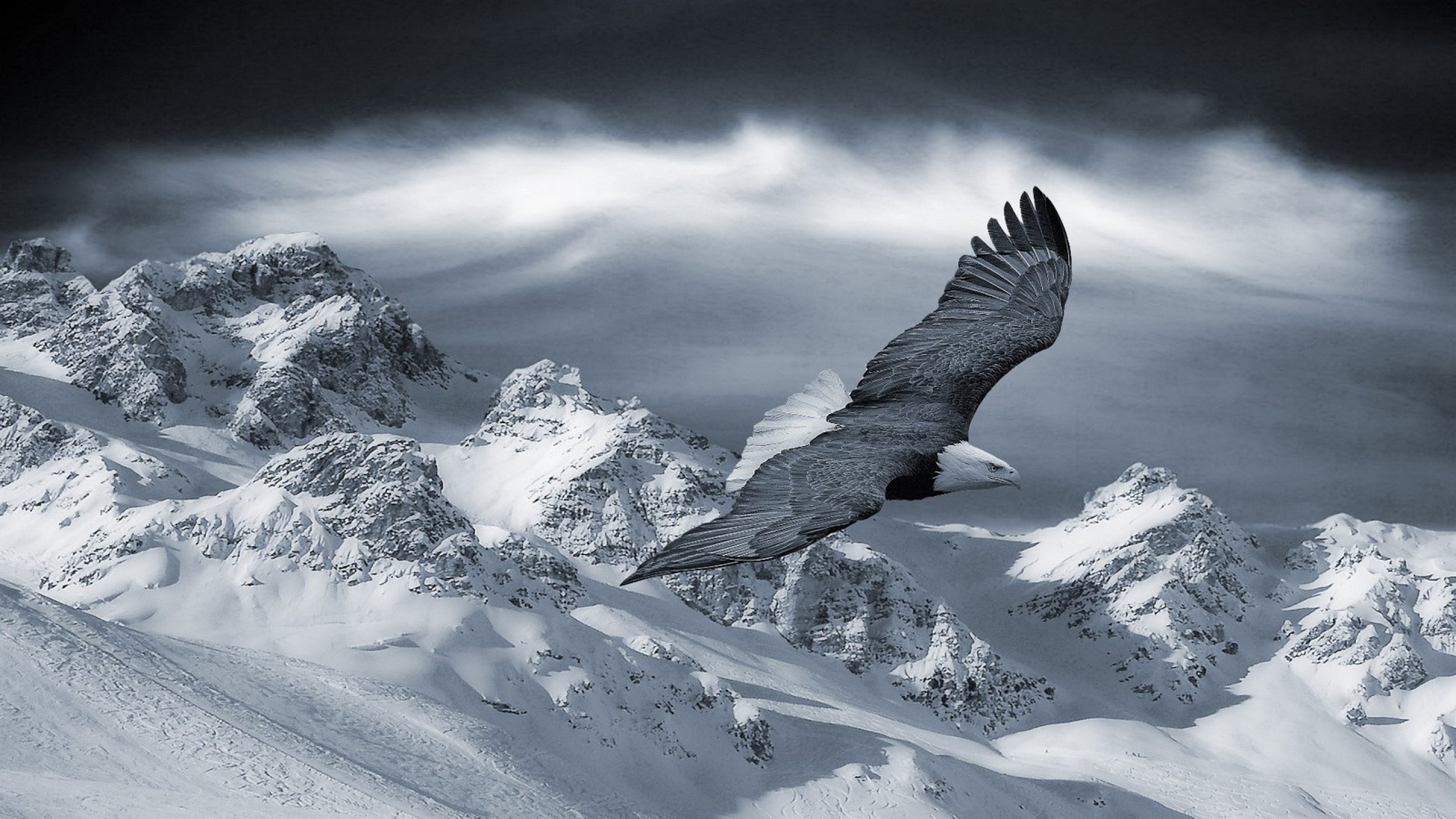 General 2560x1440 eagle mountains snow animals nature birds wings flying