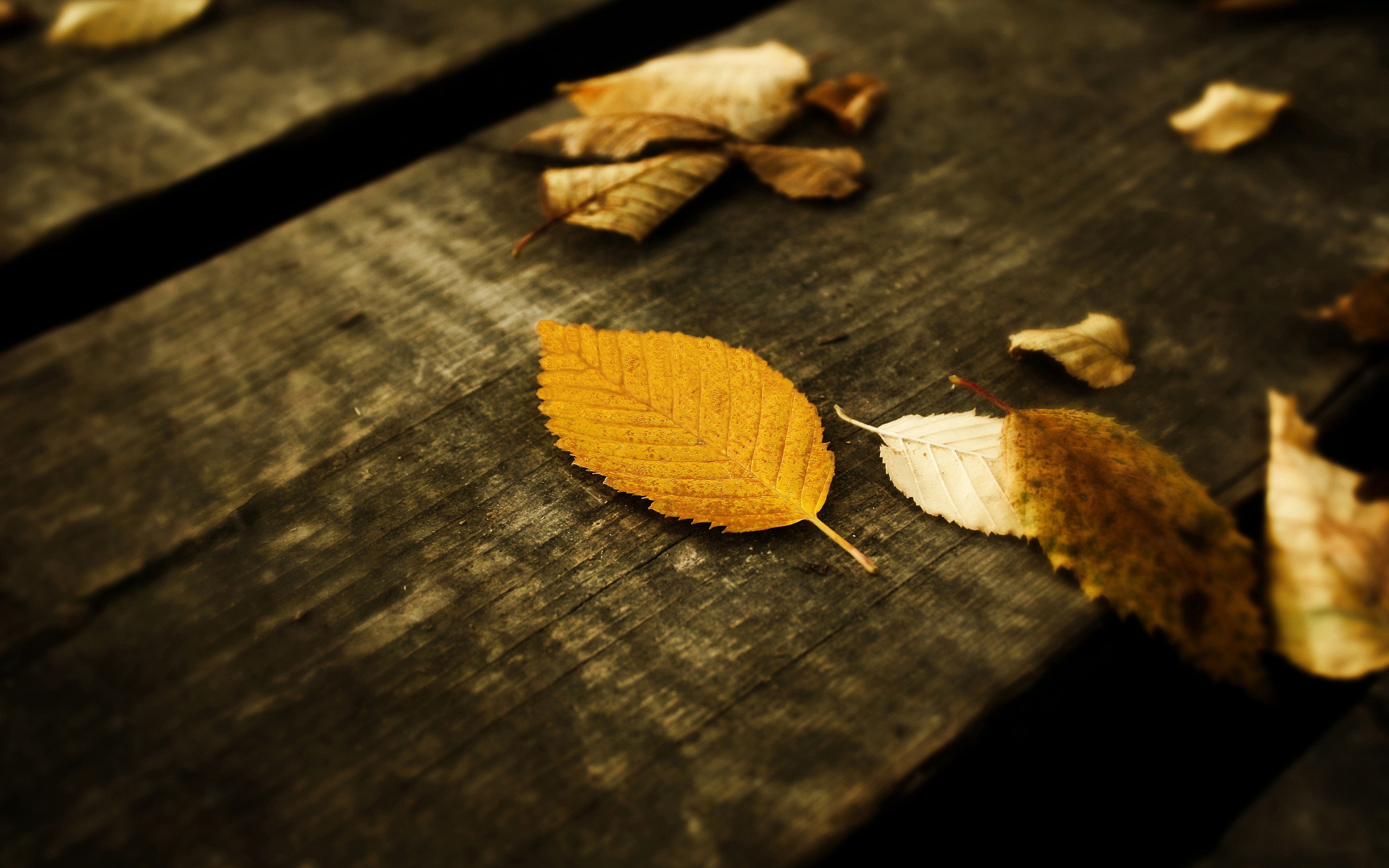 General 2560x1600 fall leaves wood plants wooden surface texture fallen leaves
