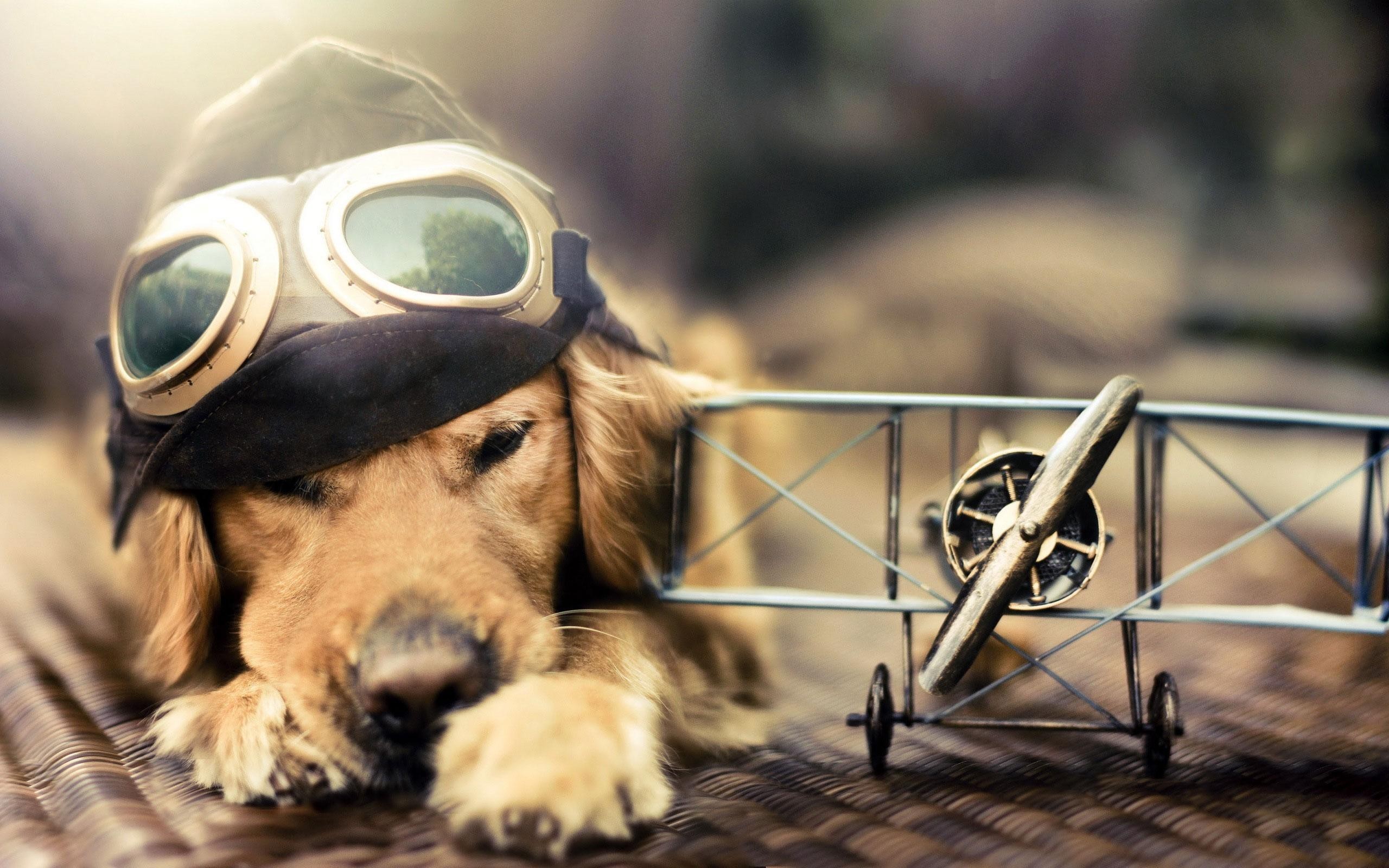 General 2560x1600 dog airplane miniatures pilot golden retrievers animals goggles sunlight mammals closeup