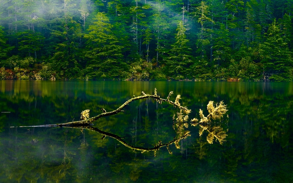 General 1230x768 nature landscape Oregon lake mist forest green water trees branch spring foliage USA