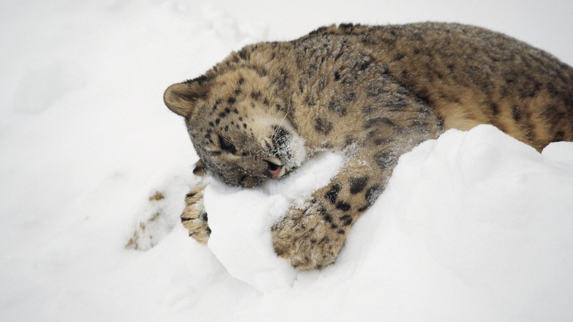 General 1920x1080 animals snow hugging snow leopards leopard big cats mammals winter outdoors