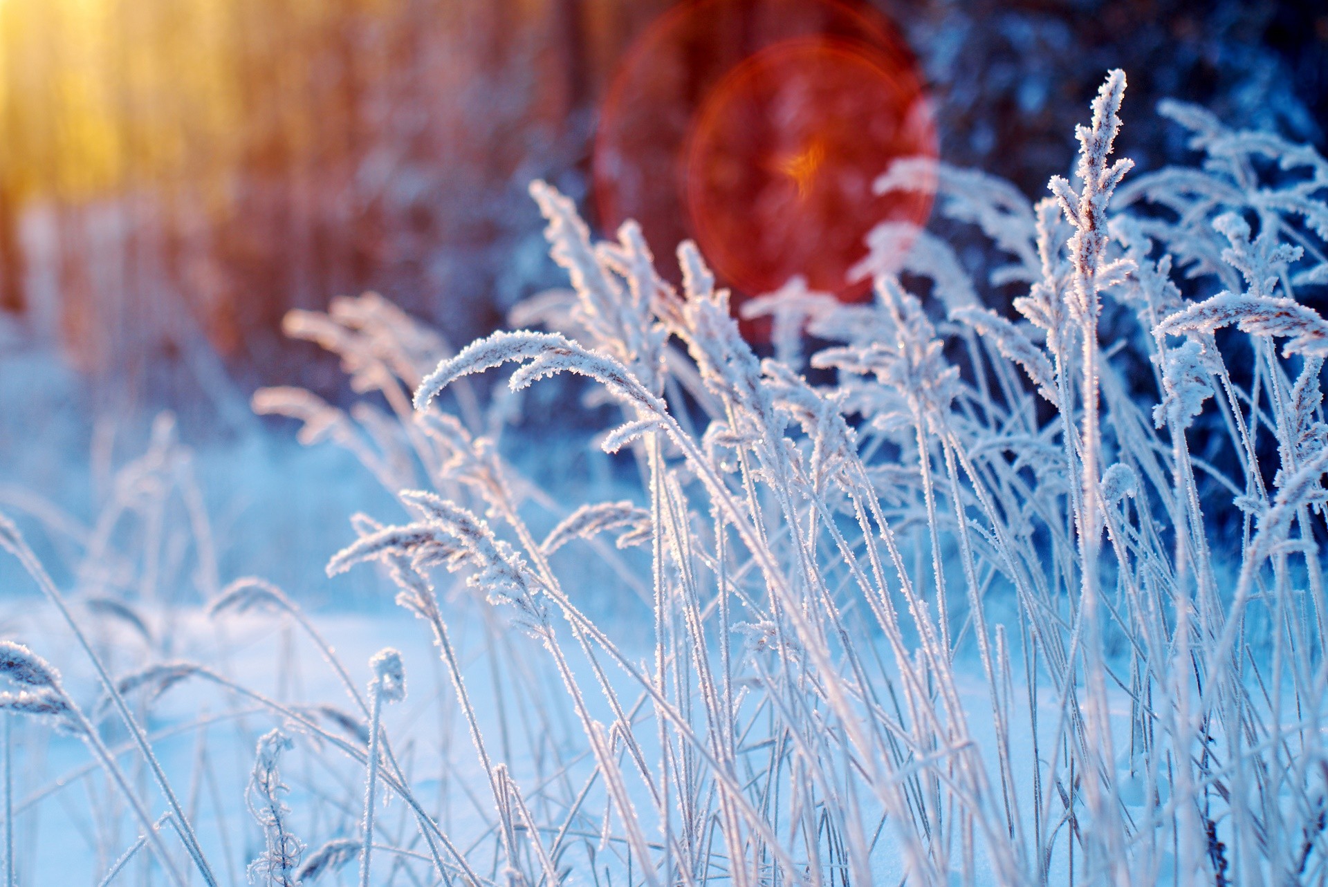 General 1920x1283 winter nature snow frost bokeh sunlight depth of field cold outdoors plants