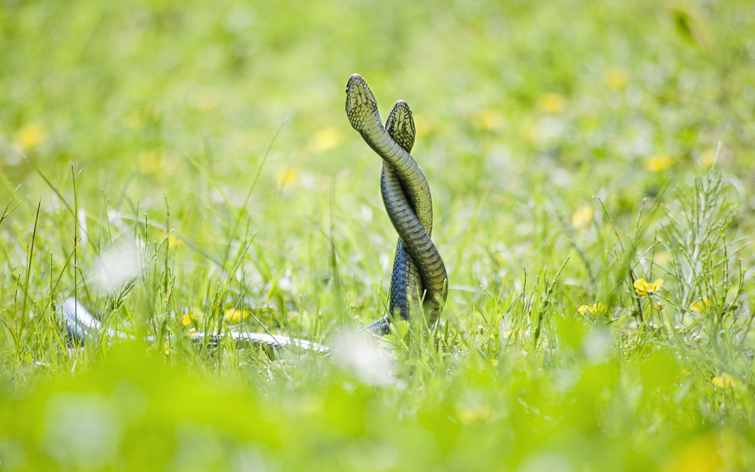 General 2560x1600 snake animals reptiles grass nature outdoors