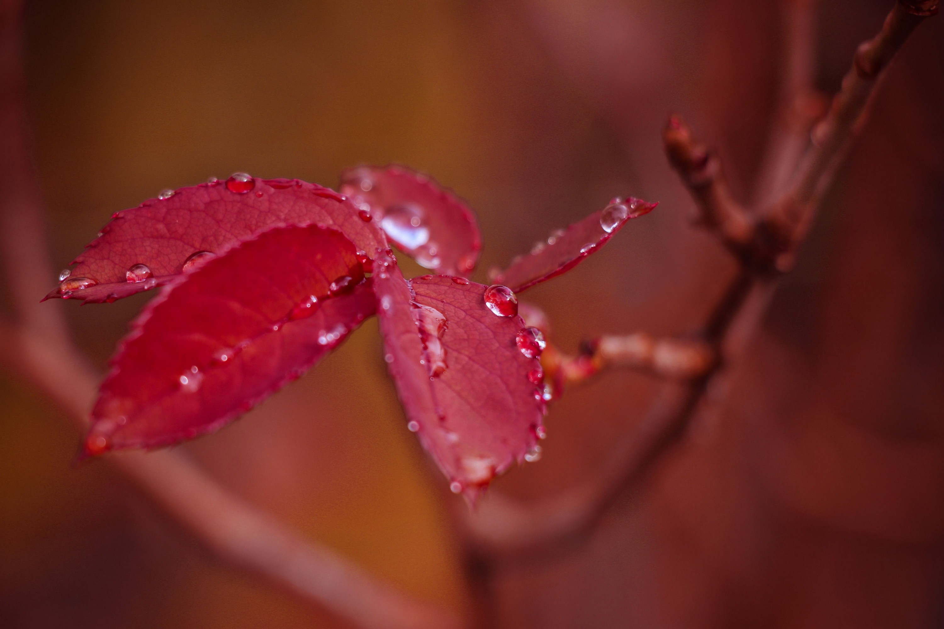 General 3000x2000 branch water drops macro plants twigs leaves nature