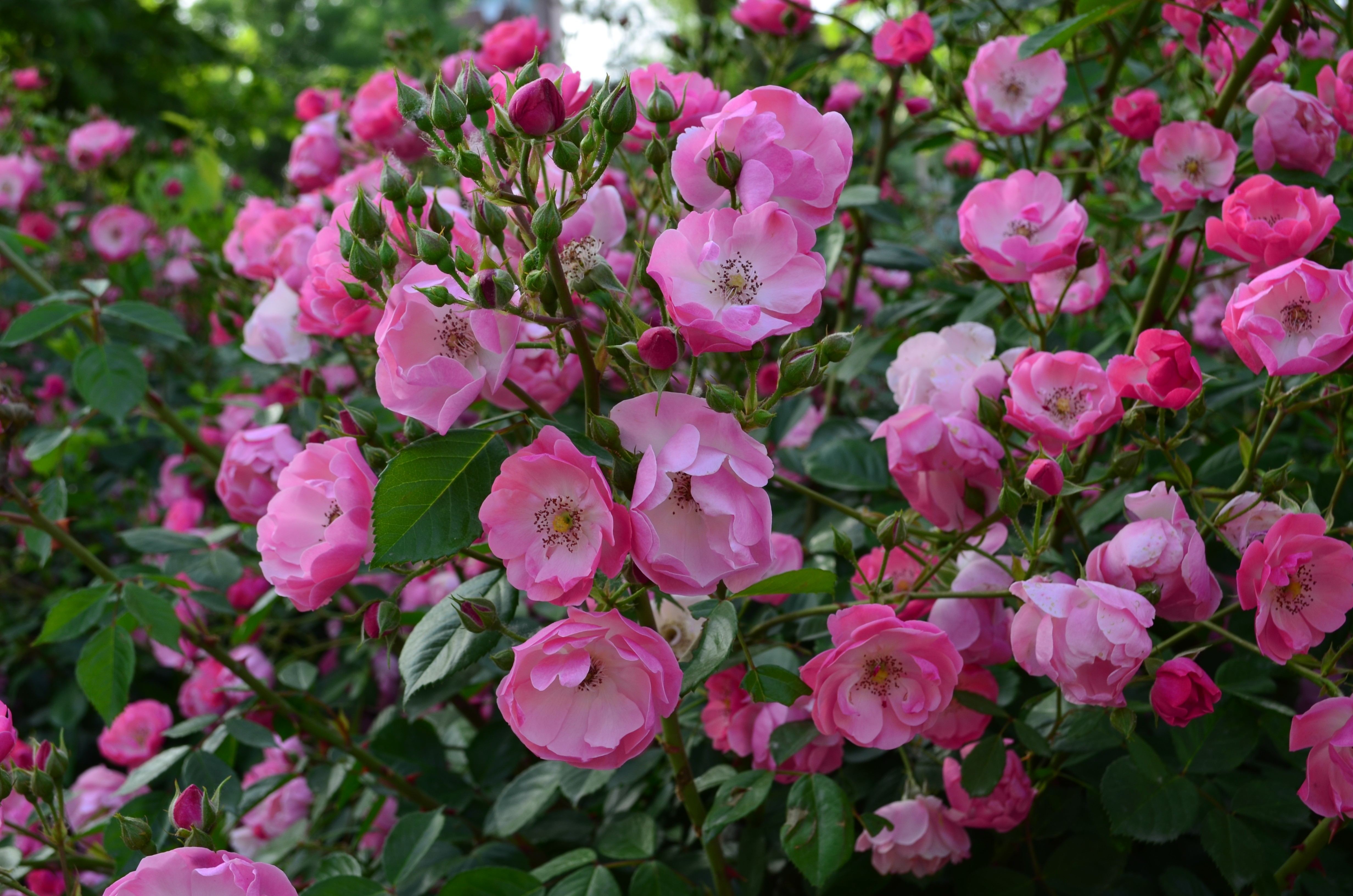 General 4928x3264 flowers plants pink flowers garden closeup