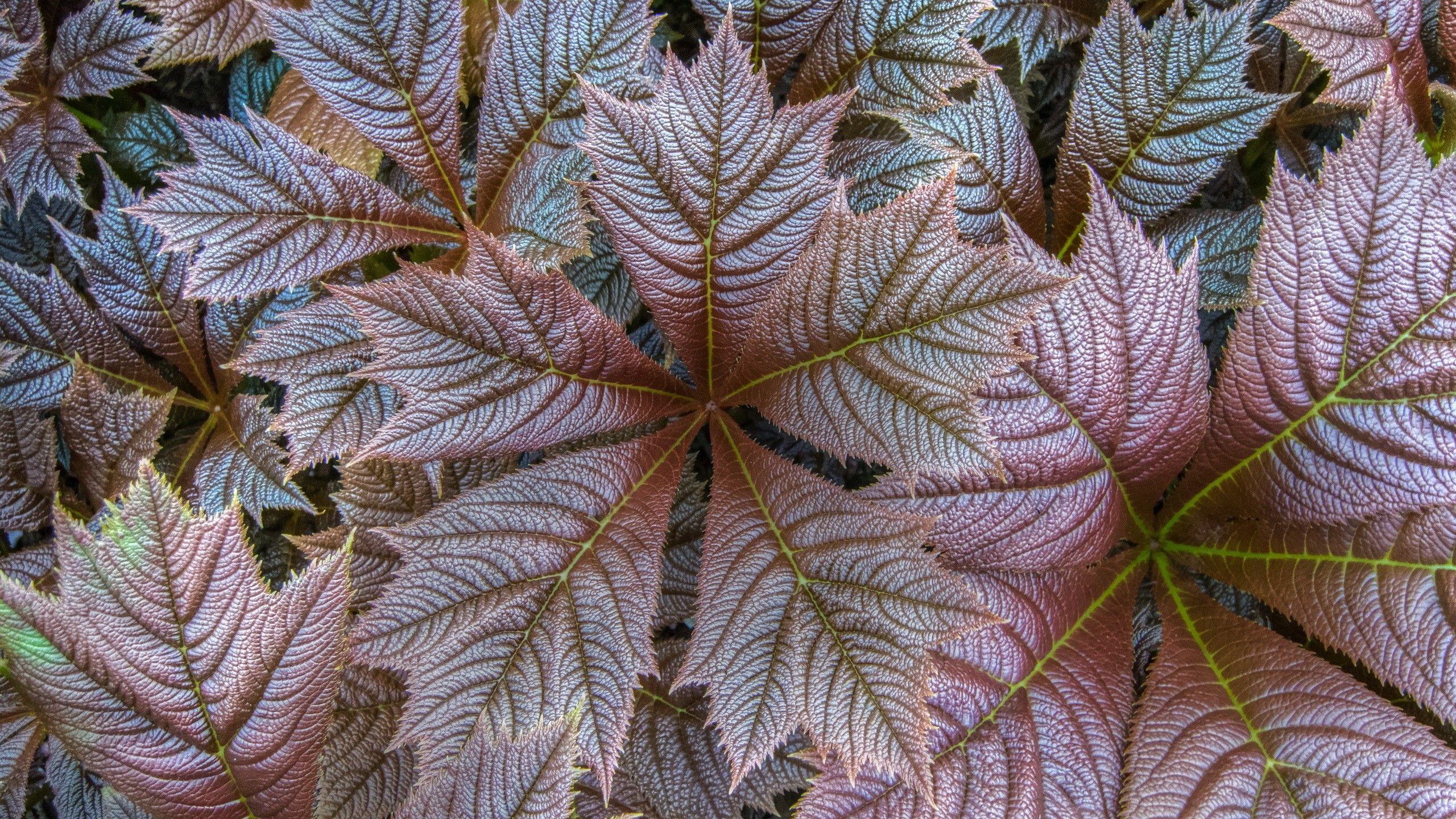 General 2560x1440 nature closeup fall leaves texture plants