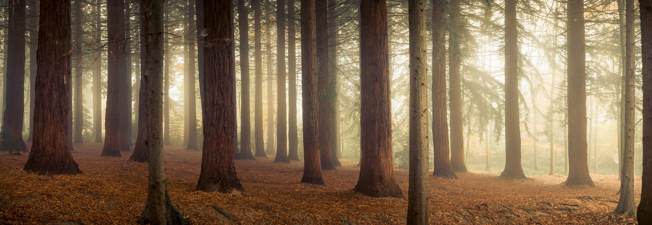 General 2226x768 trees mist forest nature
