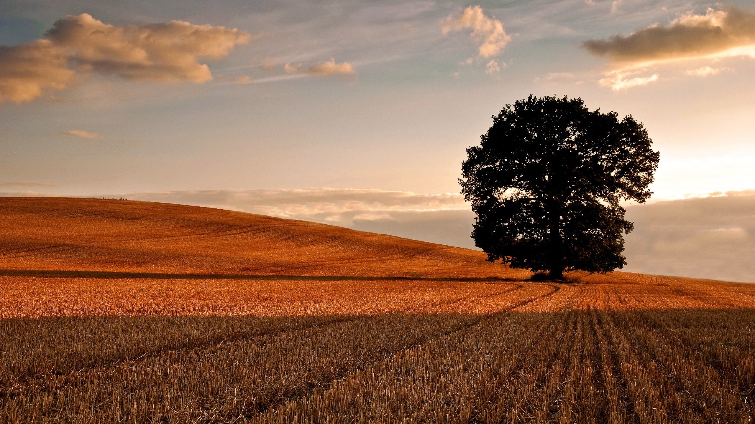 General 2560x1440 landscape field trees hills hay nature Agro (Plants)