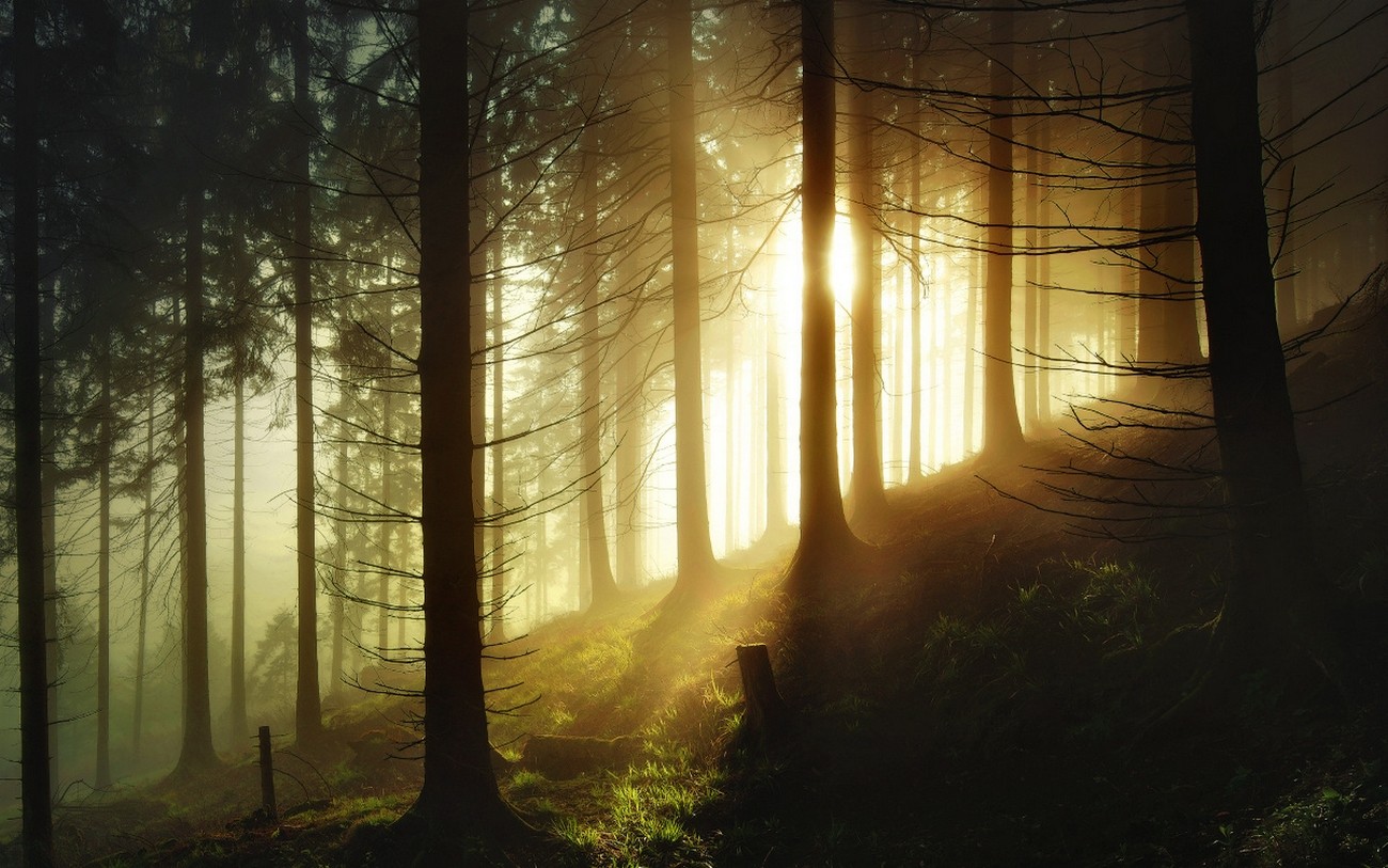 General 1300x813 nature forest Germany sunlight mist trees morning hills