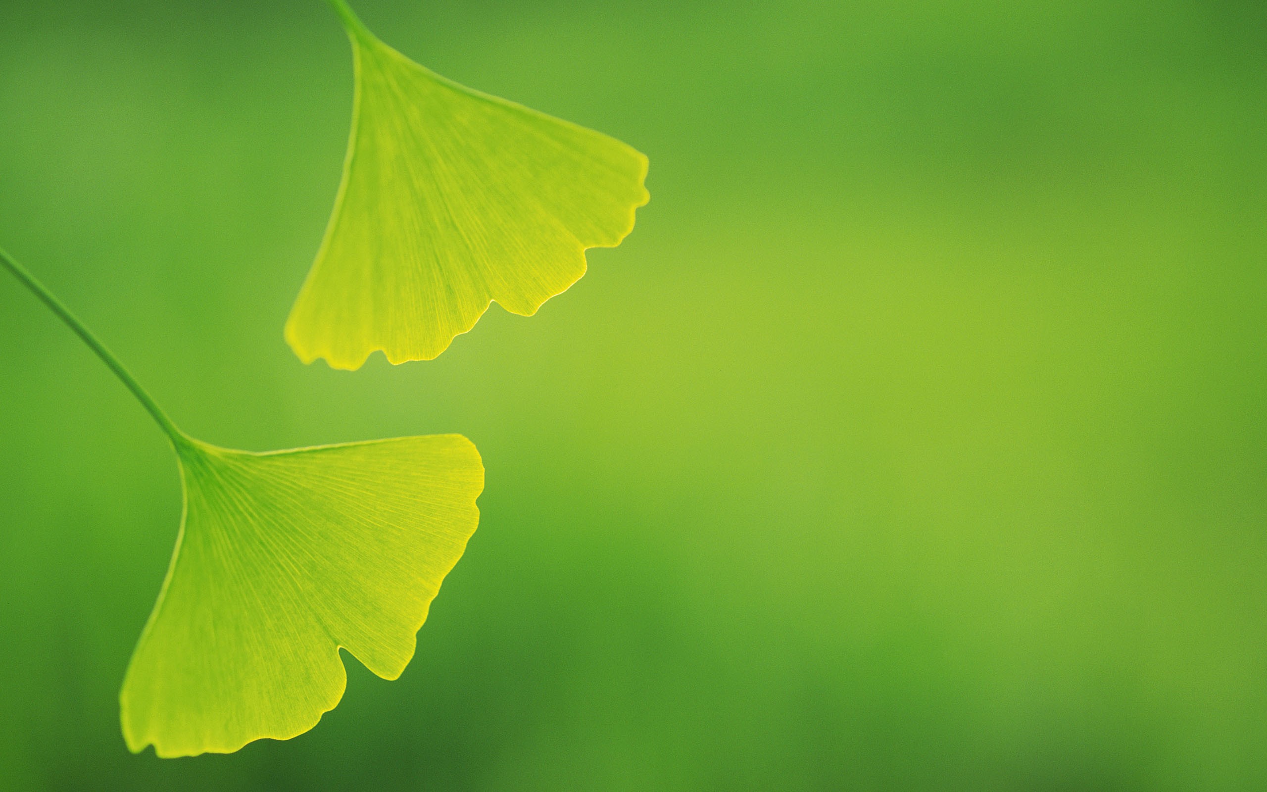 General 2560x1600 leaves plants twigs green green background ginko closeup