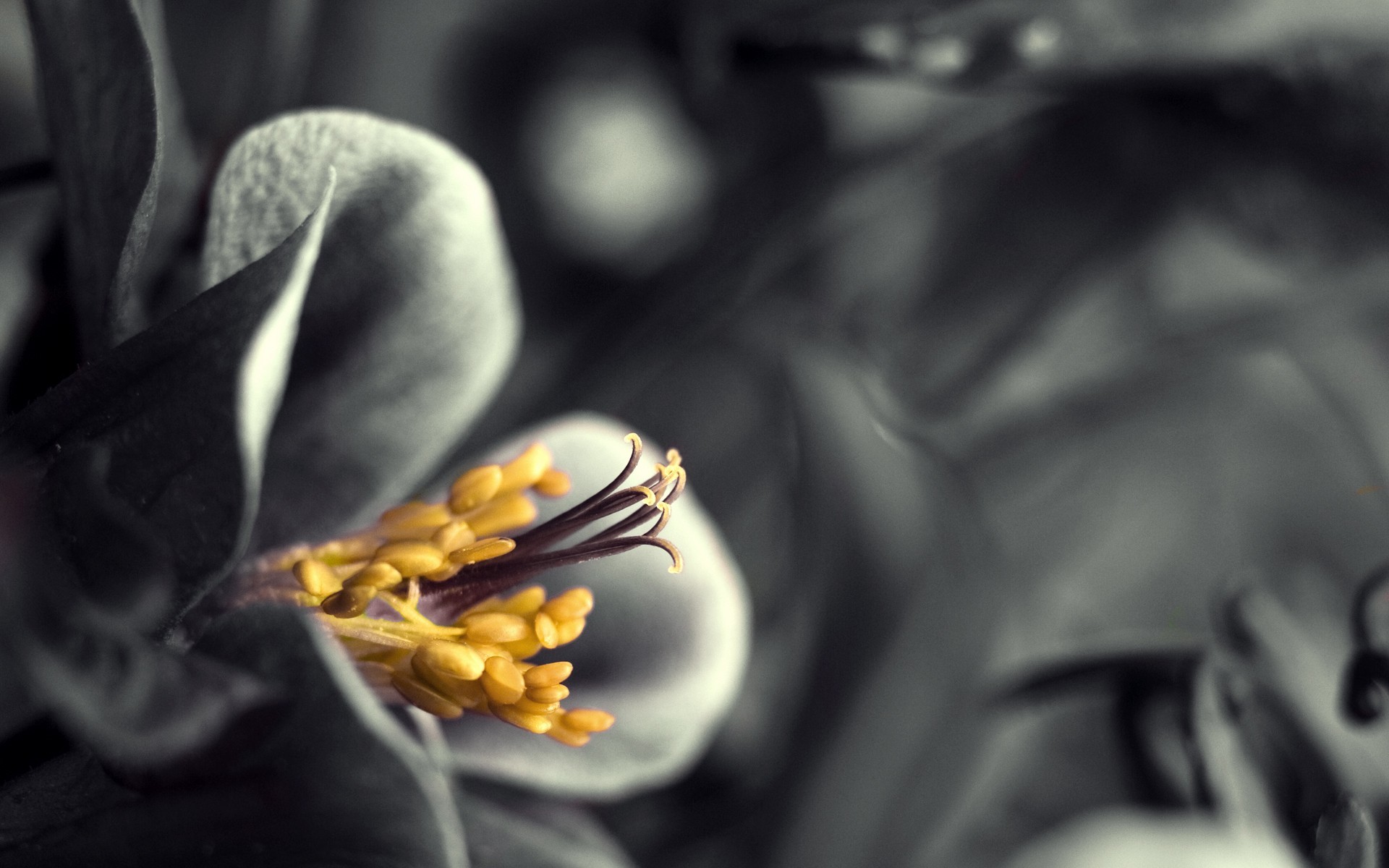 General 1920x1200 yellow monochrome flowers selective coloring plants