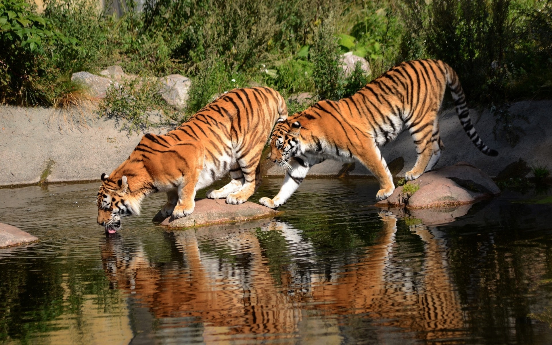 General 1920x1200 tiger animals water Bengal tigers big cats mammals