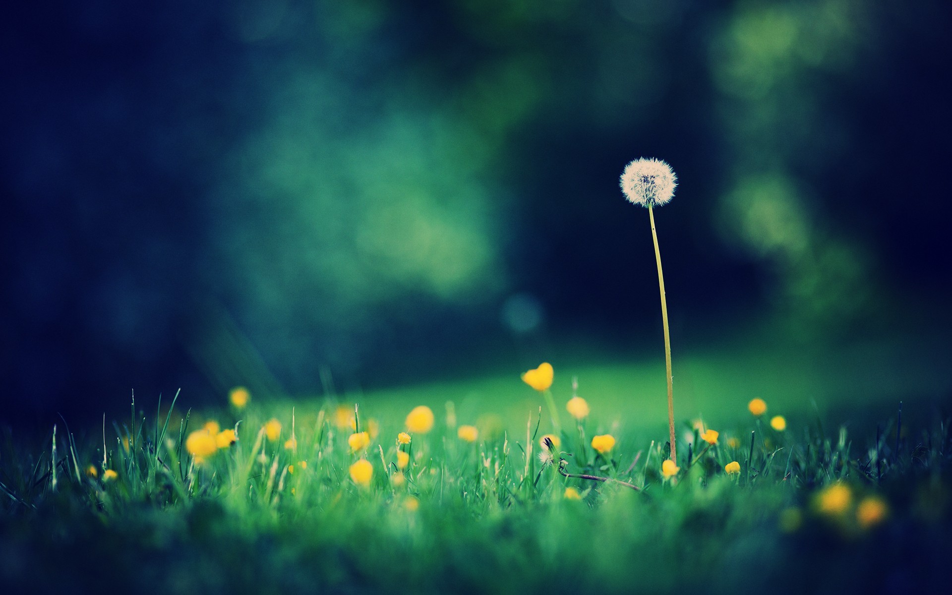 General 1920x1200 grass trees depth of field dandelion plants nature outdoors