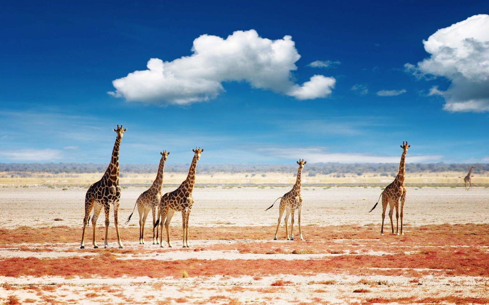 General 1680x1050 giraffes animals clouds landscape Africa nature mammals wildlife daylight savannah warm warm colors sand sky