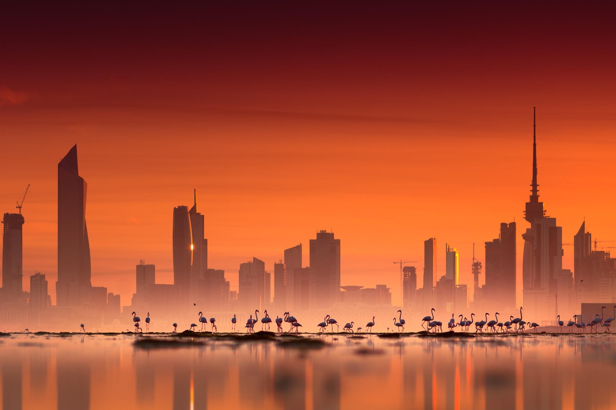 General 2048x1365 photography water architecture building city cityscape flamingos skyscraper sunset orange sky sky animals birds