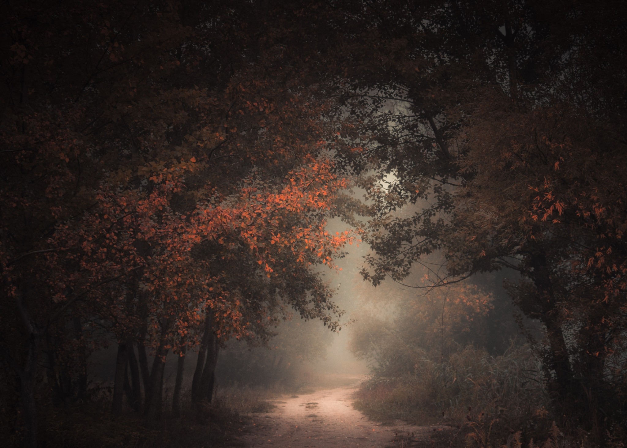 General 2048x1463 nature morning forest fall dirt road mist path trees atmosphere dark