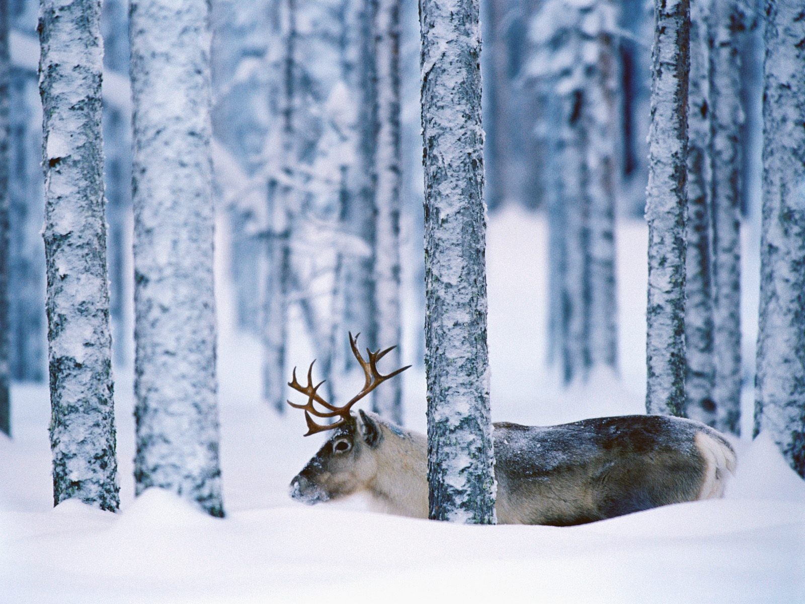 General 1600x1200 reindeer trees snow animals forest winter outdoors mammals deer