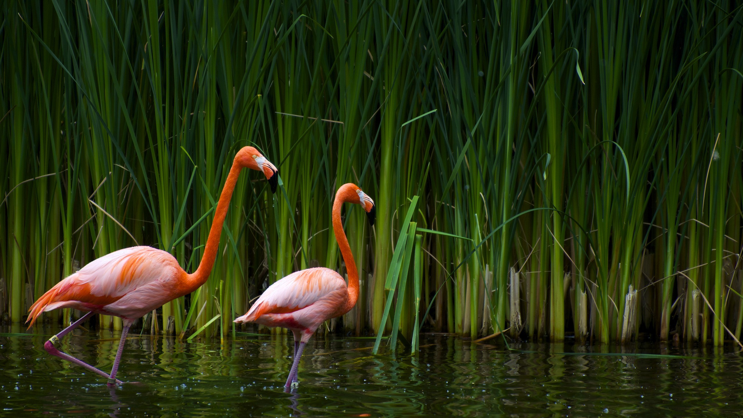General 2560x1440 flamingos water plants birds animals