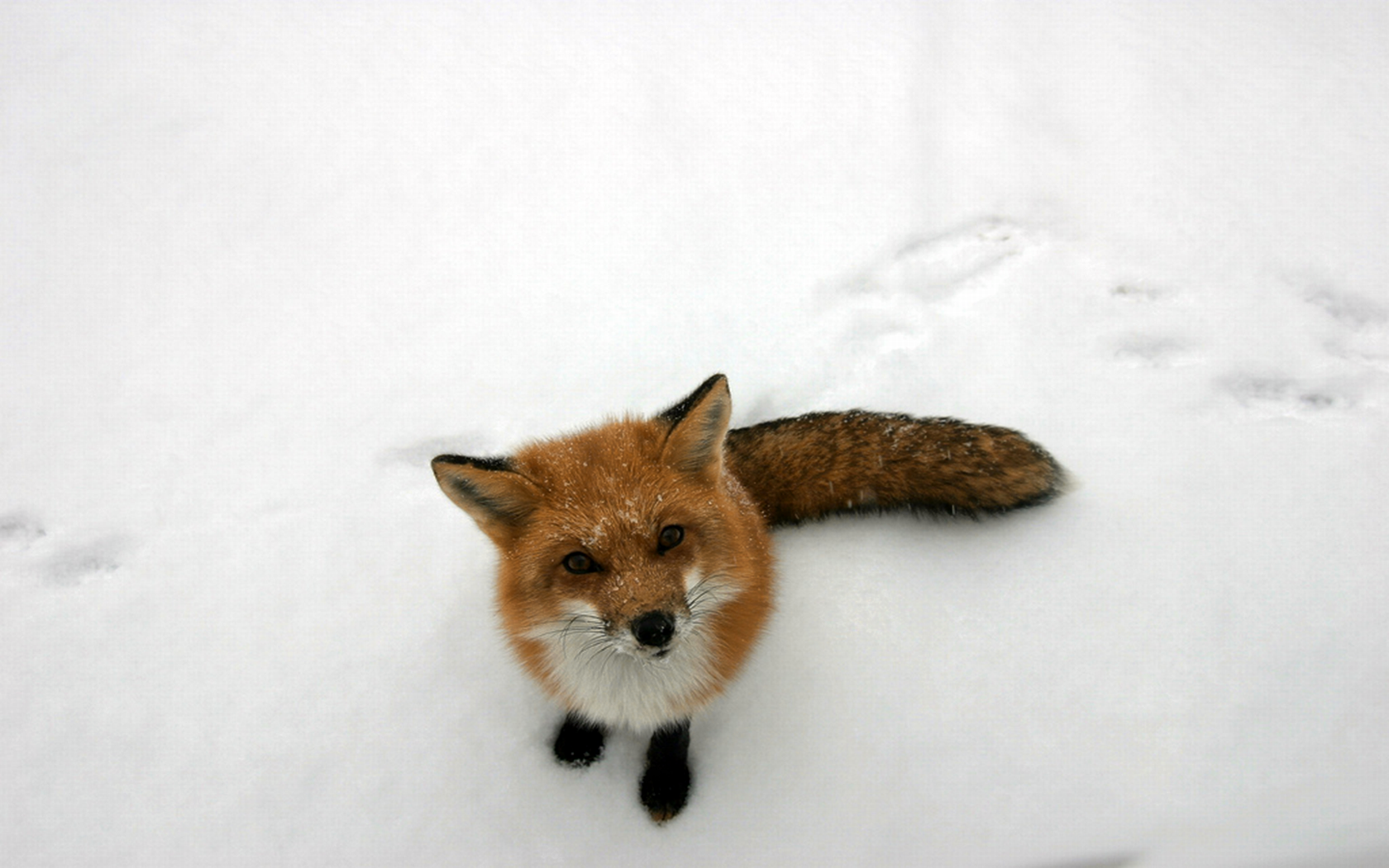 General 1680x1050 animals mammals fox snow