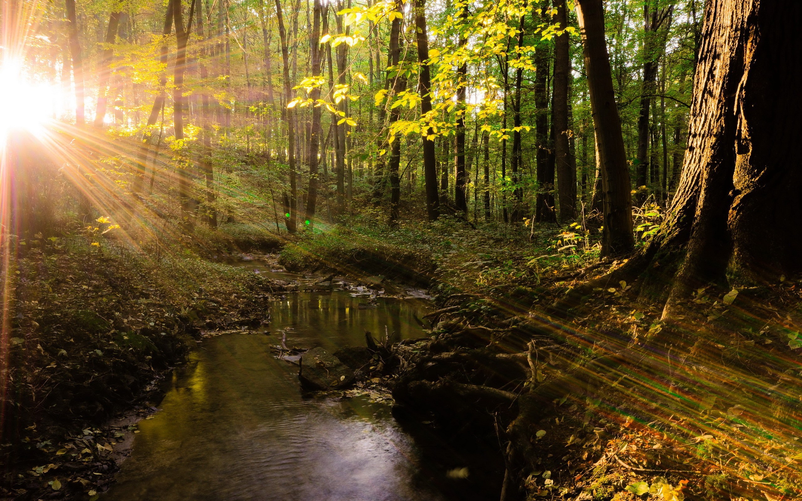 General 2560x1600 river forest nature sunlight trees stream sun rays