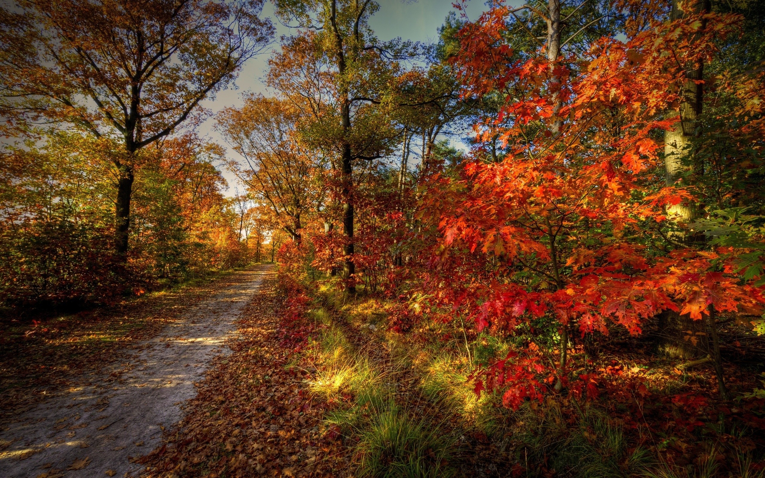 General 2560x1600 nature path leaves colorful trees forest fall plants