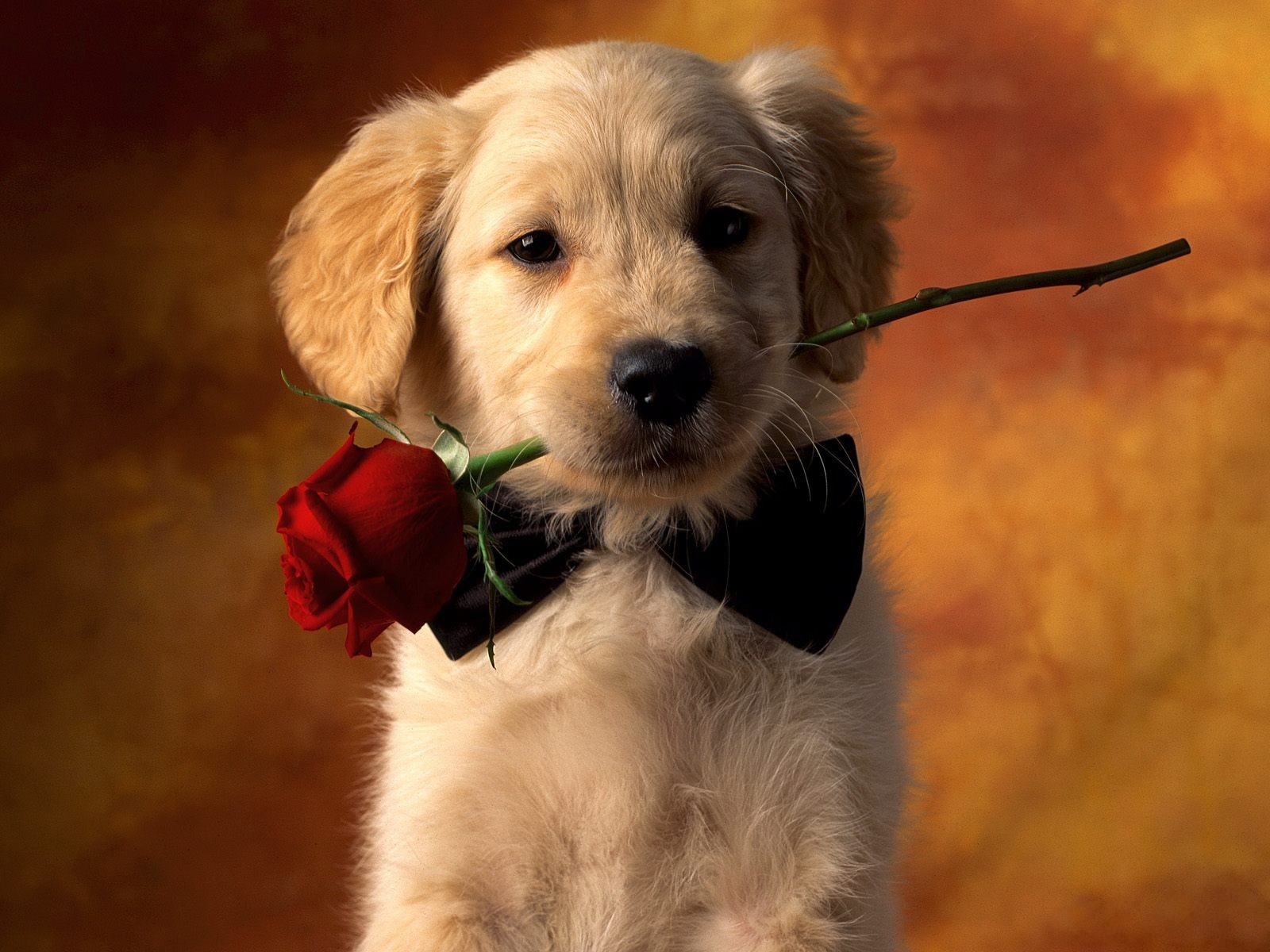 General 1600x1200 rose flowers animals dog mammals red flowers plants