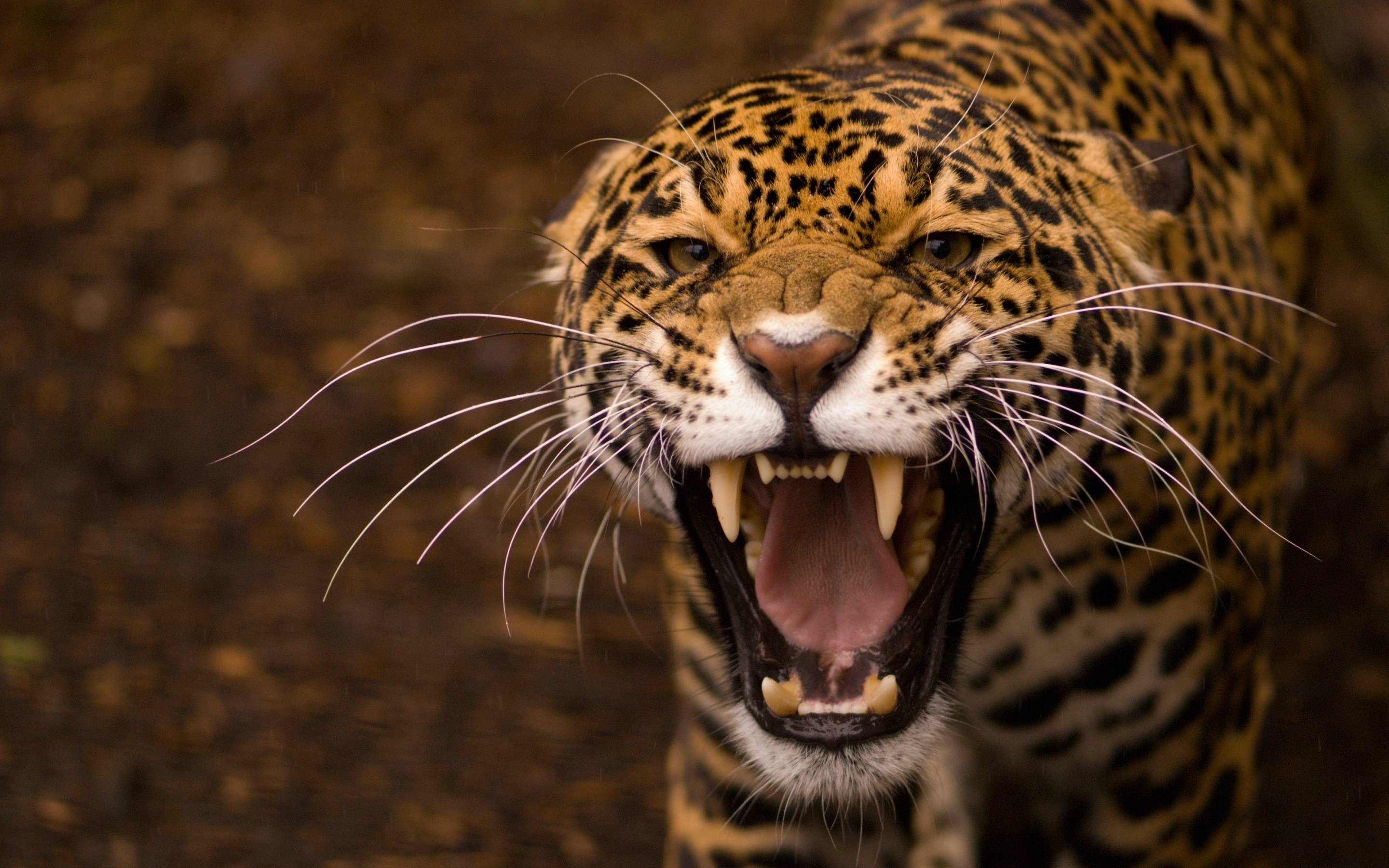 General 2880x1800 leopard animals mammals big cats fangs closeup