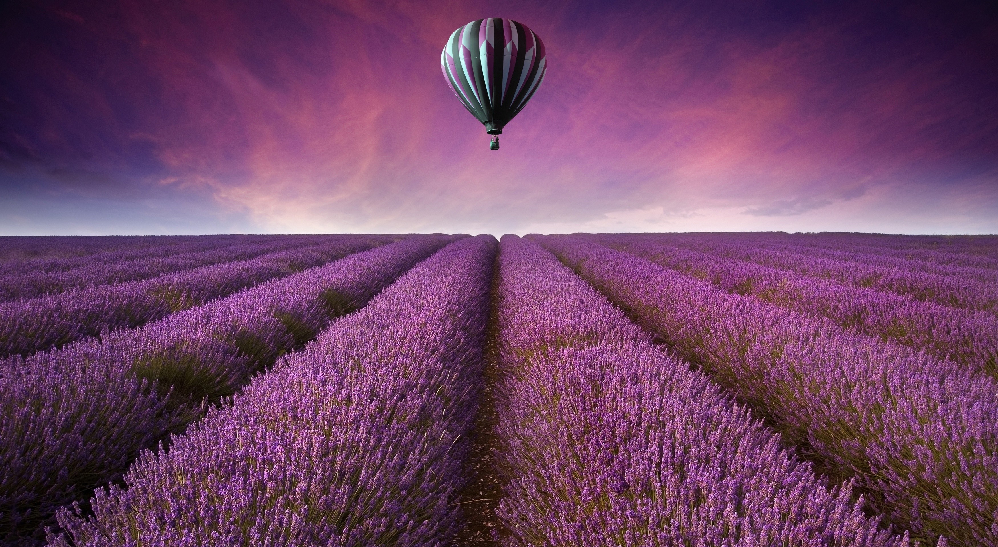 General 3500x1920 hot air balloons field lavender purple flowers landscape Agro (Plants) vehicle plants sky outdoors