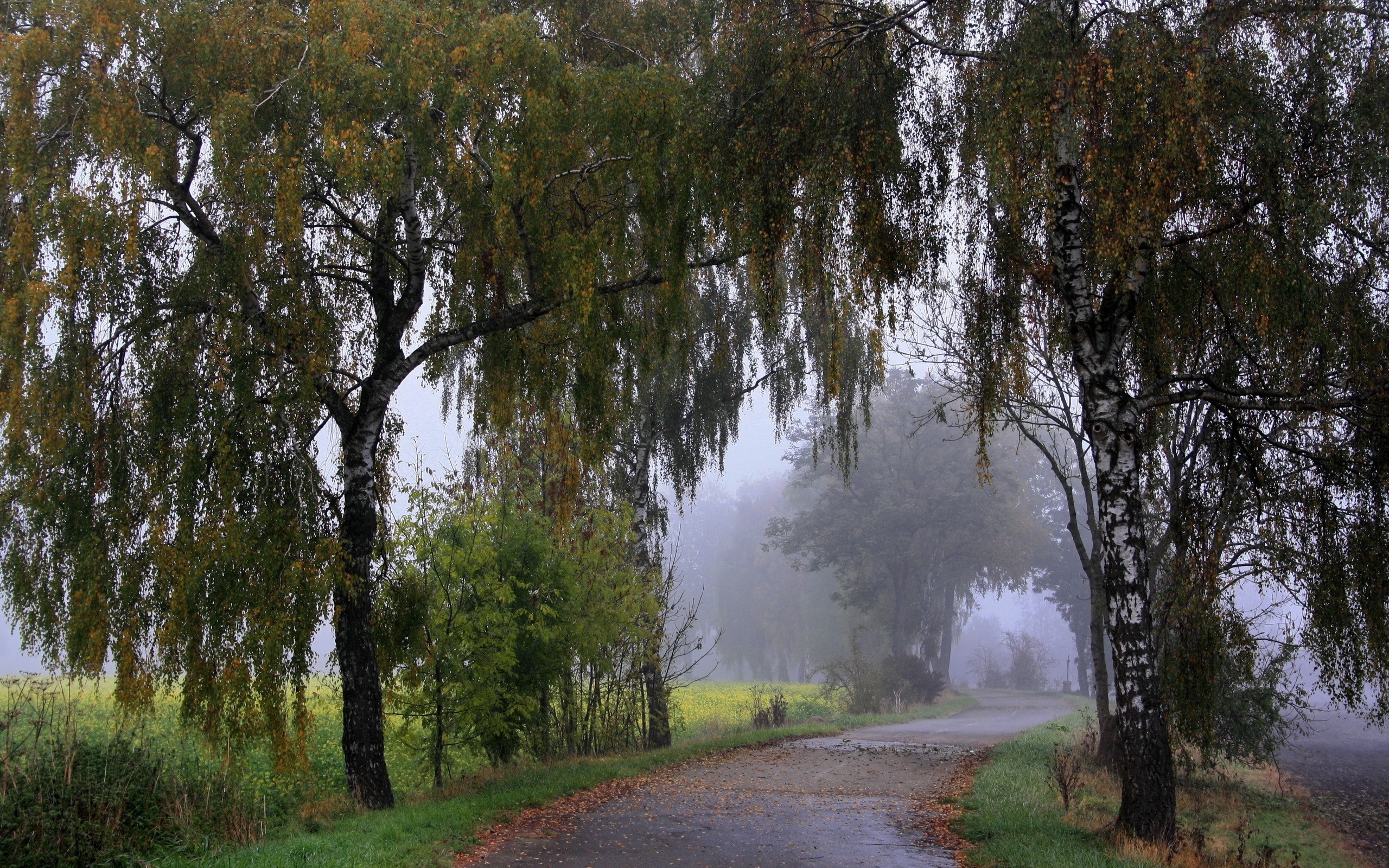 General 2560x1600 fall mist road birch foliage trees asphalt shrubs green grass gray outdoors wet road