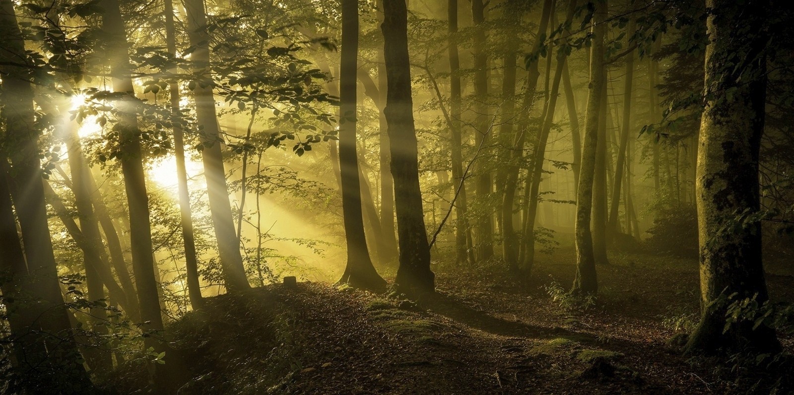 General 1600x796 sunbeams forest path trees mist sunlight leaves nature plants outdoors