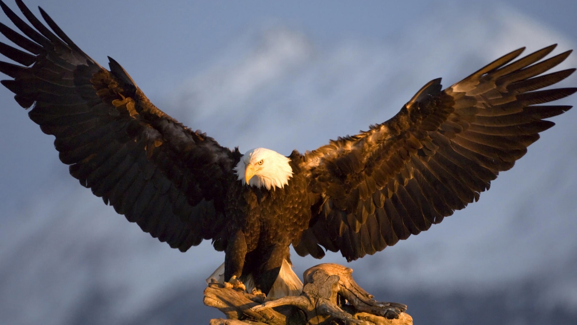 General 1920x1080 animals nature wildlife birds eagle bald eagle Freedom Glider