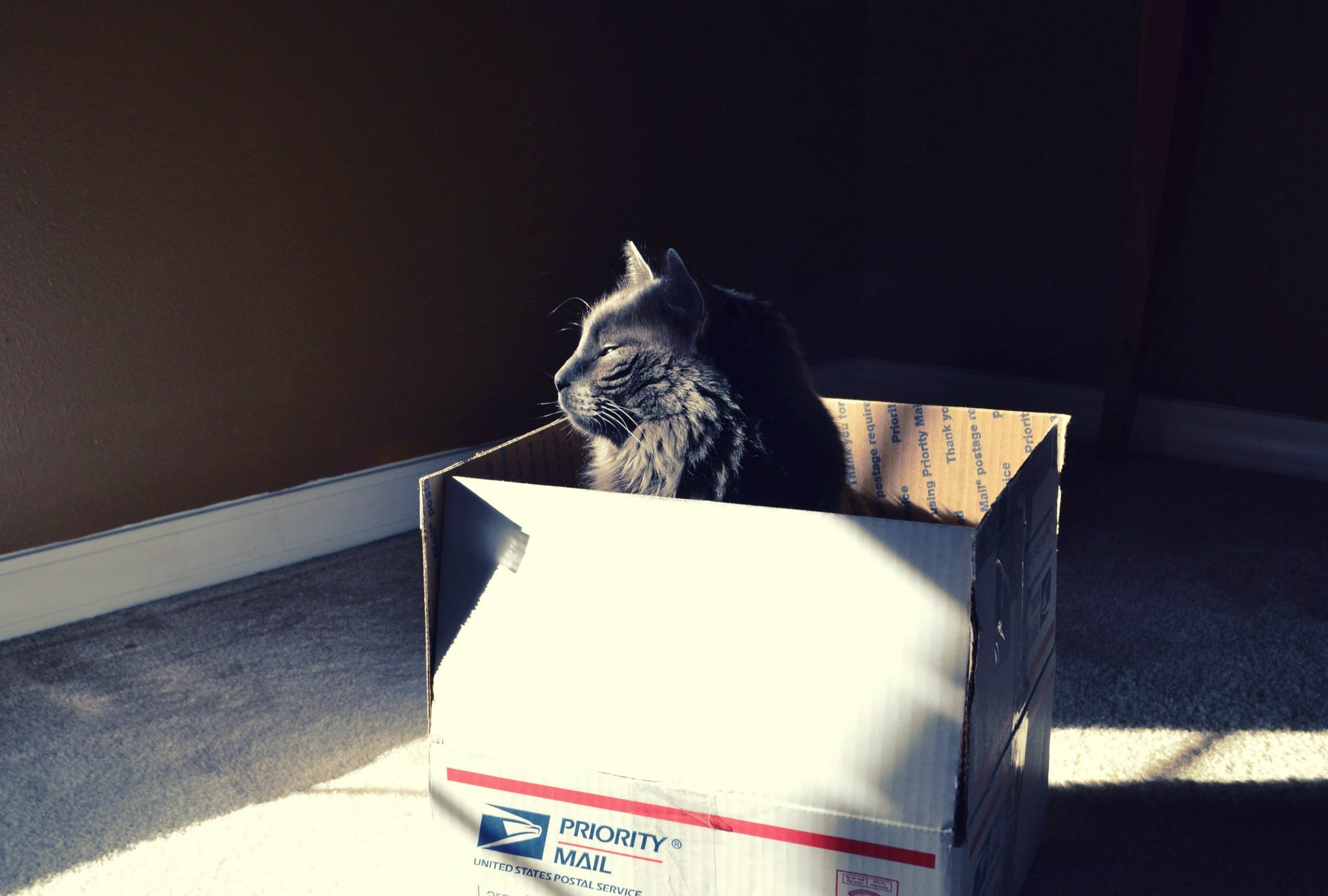 General 2560x1728 cats animals sunlight black cats boxes mammals carton box indoors