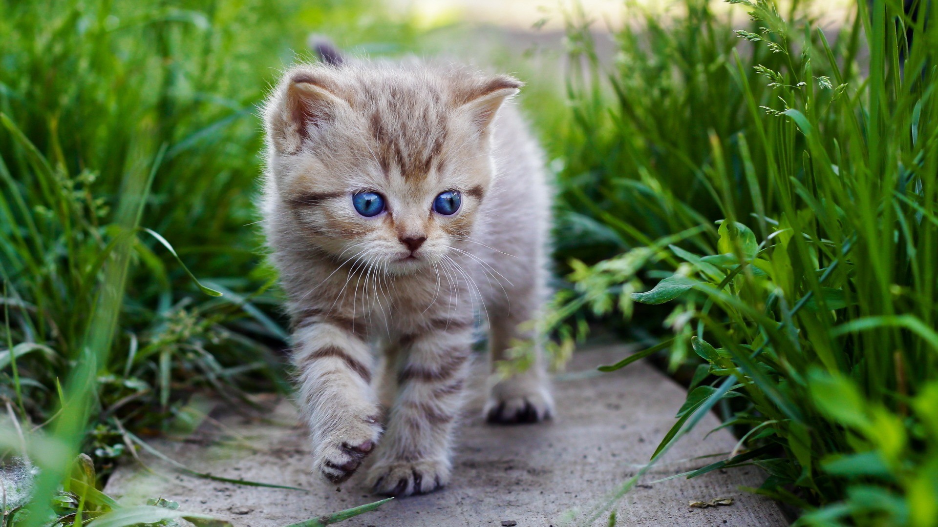 General 1920x1080 cats kittens outdoors blue eyes grass plants animals animal eyes mammals feline