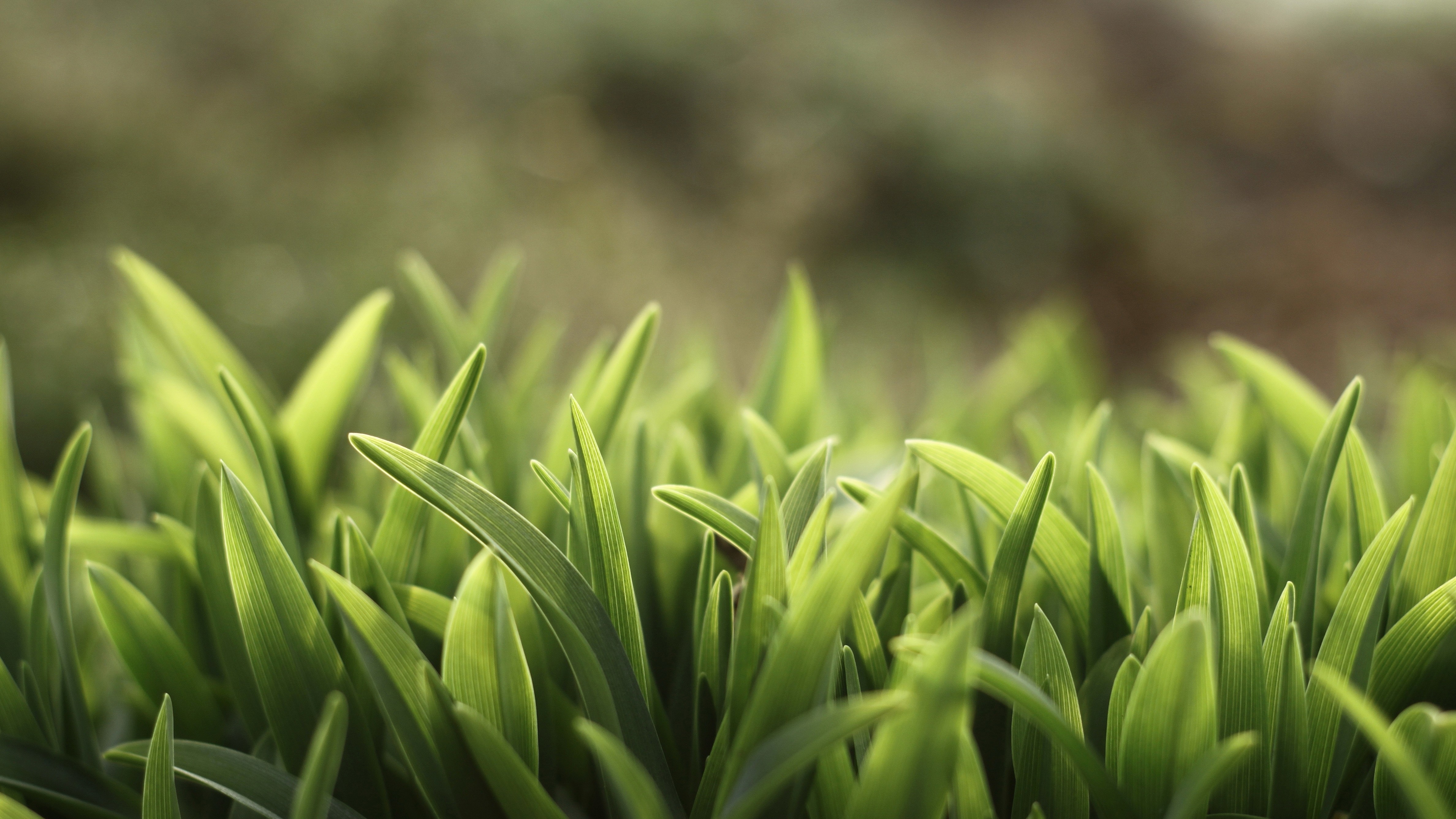 General 4752x2673 spring nature leaves plants