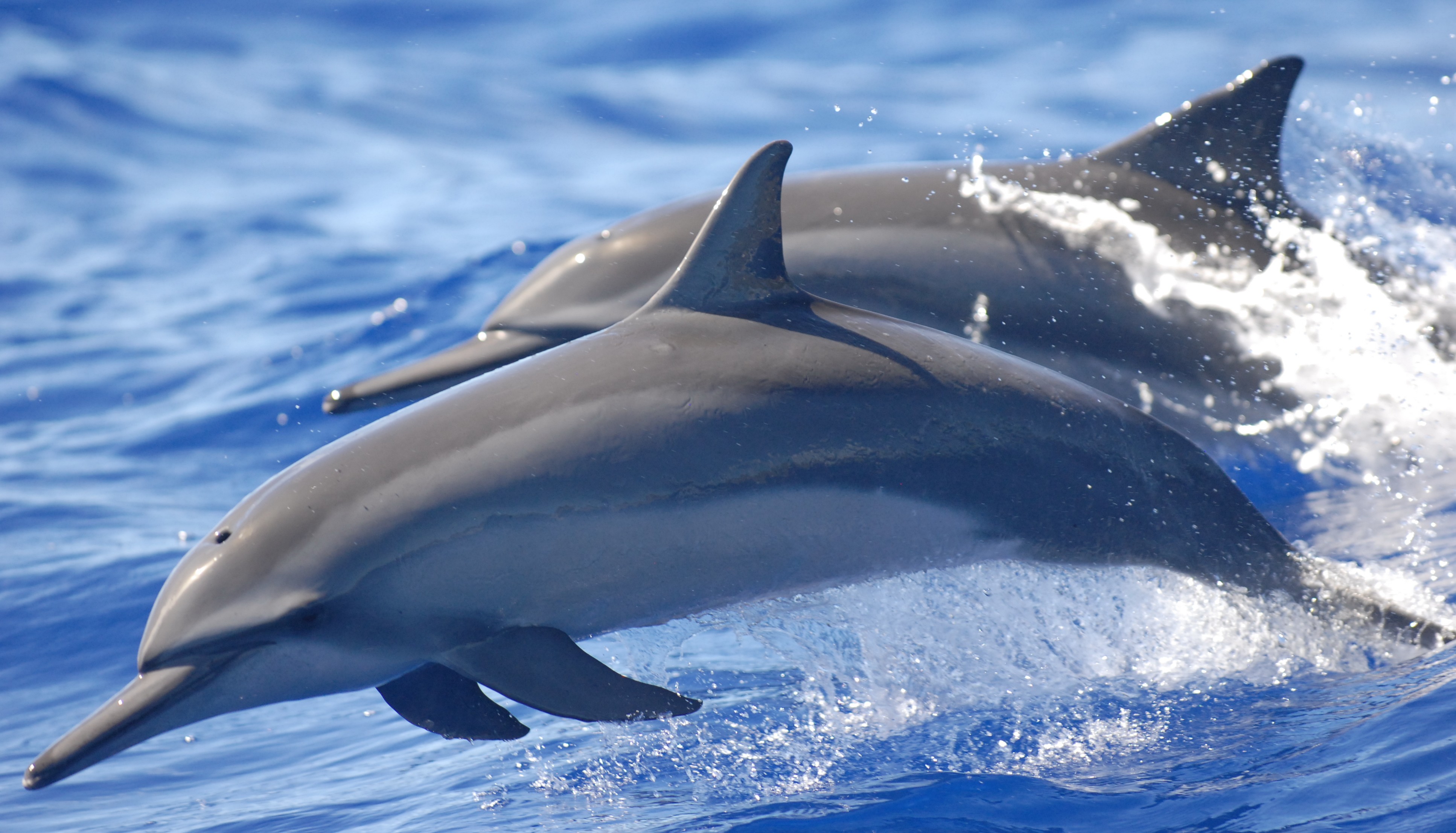 General 3868x2214 dolphin sea animals mammals