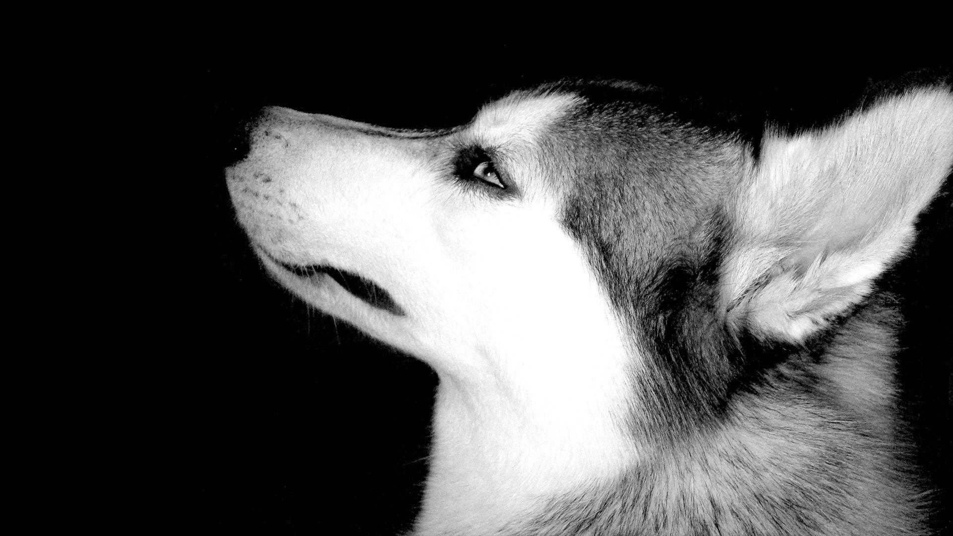 General 1920x1080 animals dog monochrome Siberian Husky  mammals