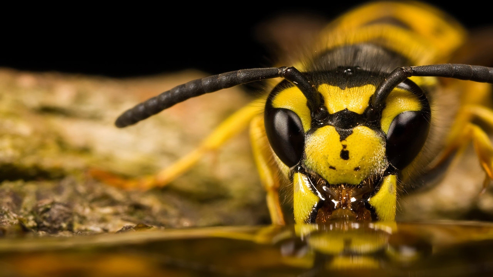 General 1920x1080 animals insect wasps yellow macro